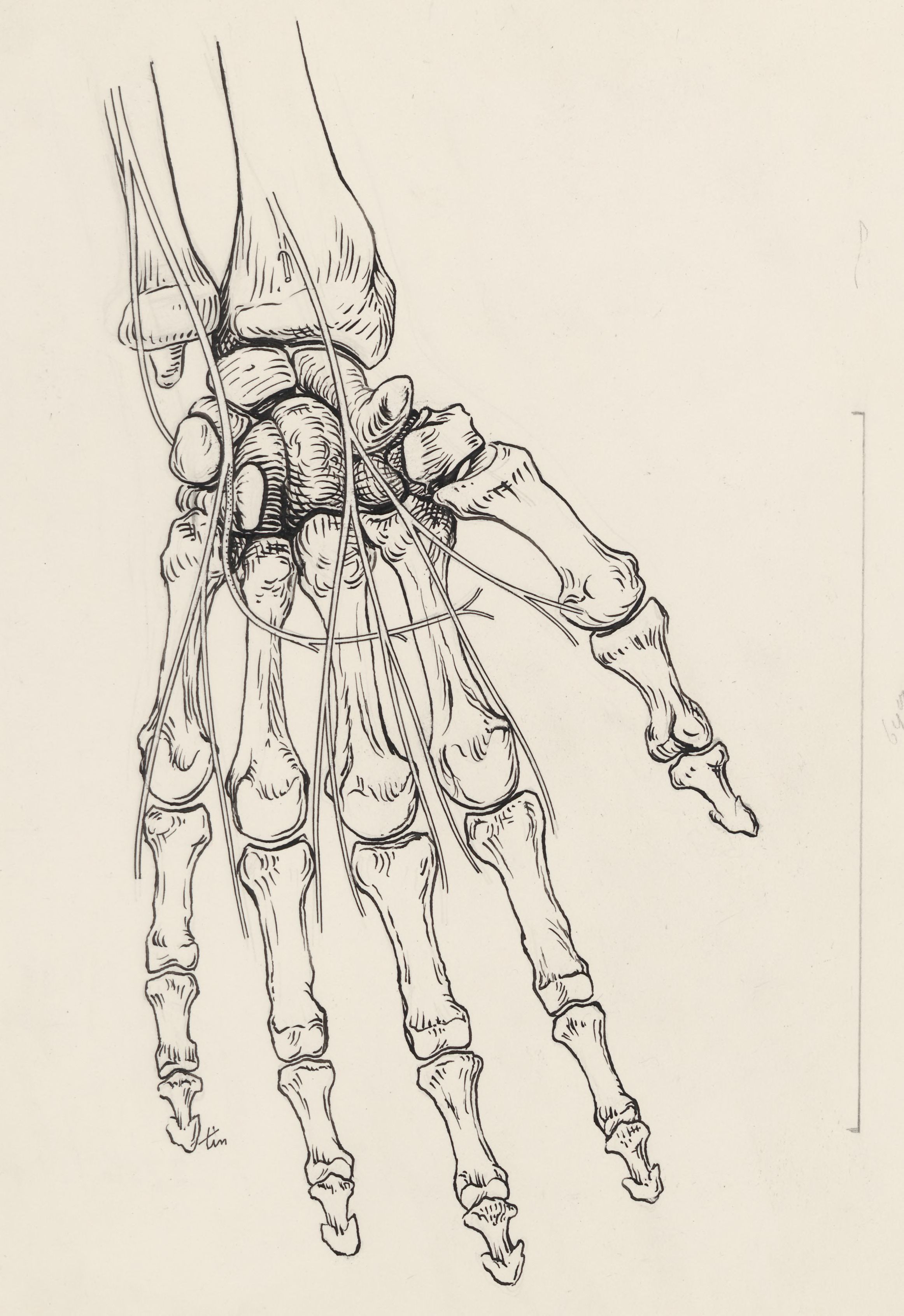 Bones and veins of the human hand