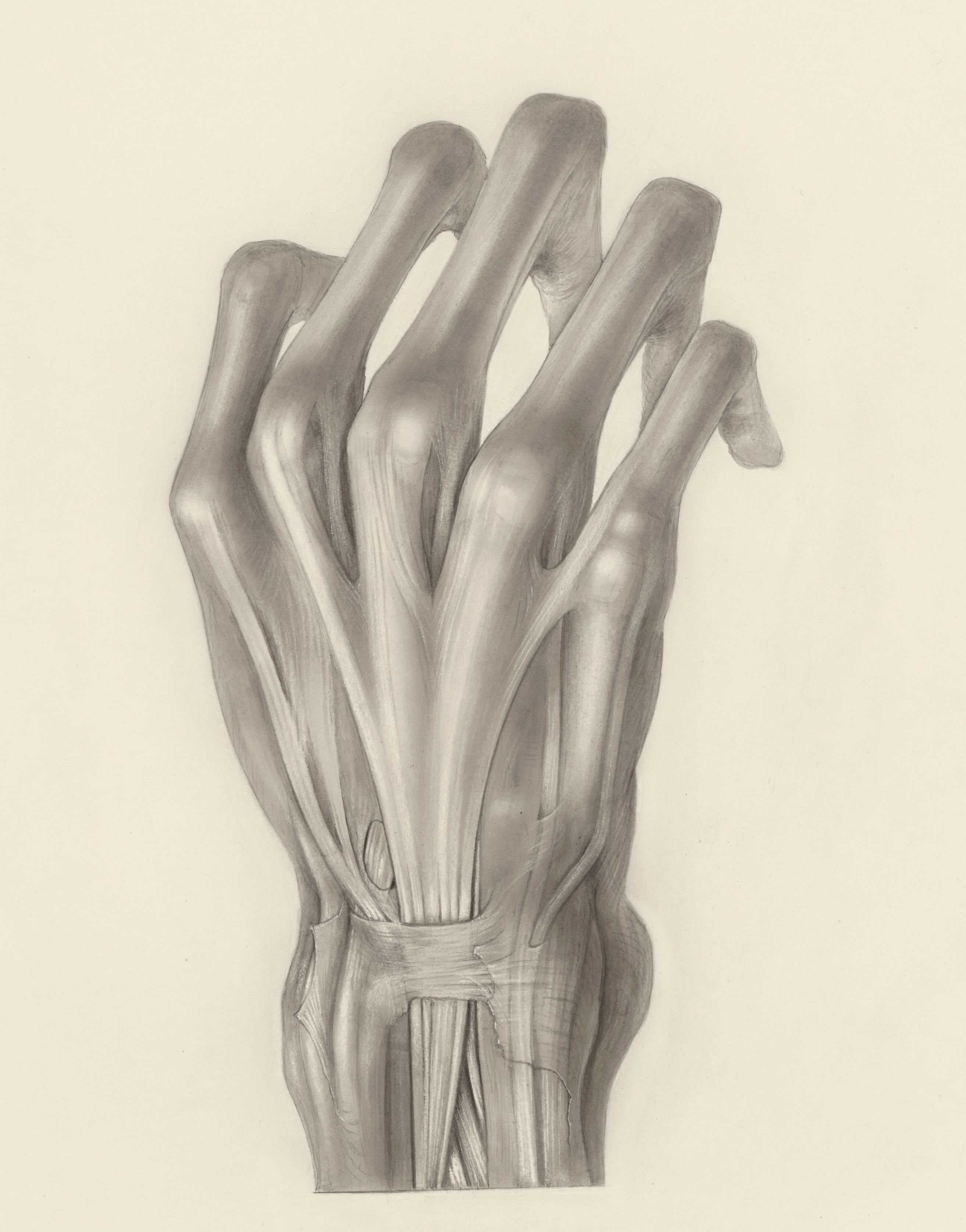 Muscular tissue of the hand of a squirrel monkey