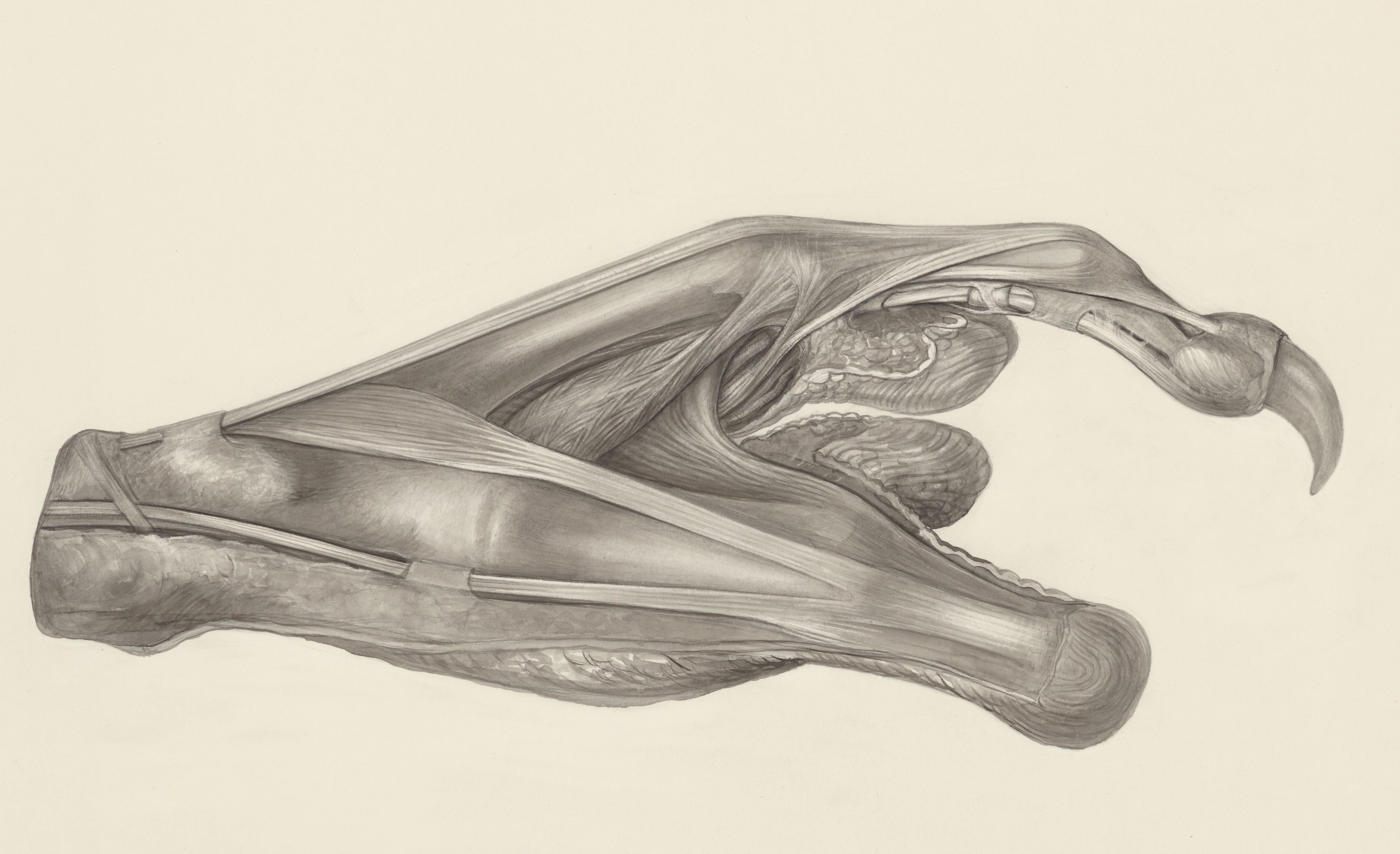 Muscular tissue of the claw of a gray four-eyed opossum