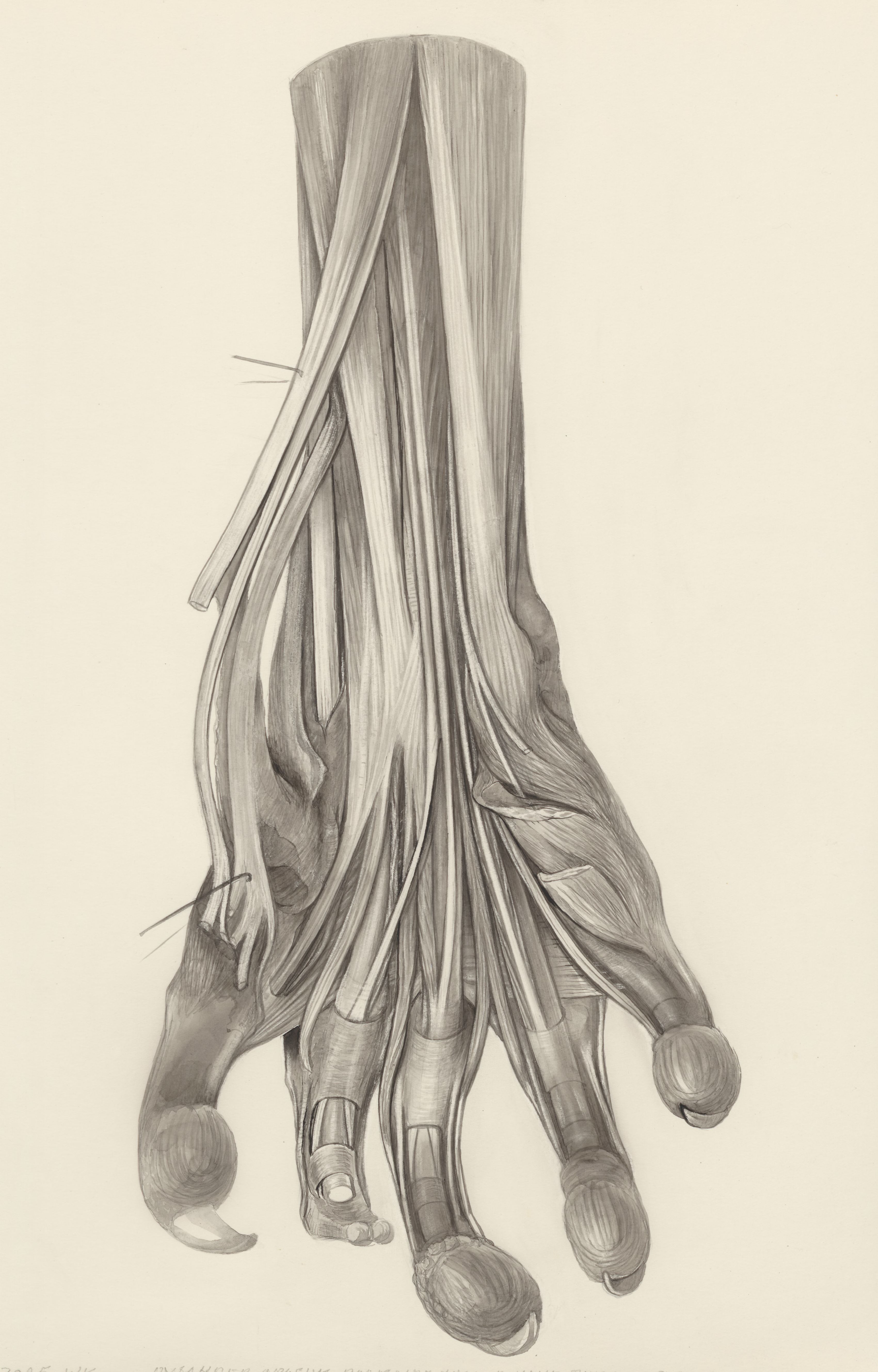 Muscular tissue of the claw of a gray four-eyed opossum