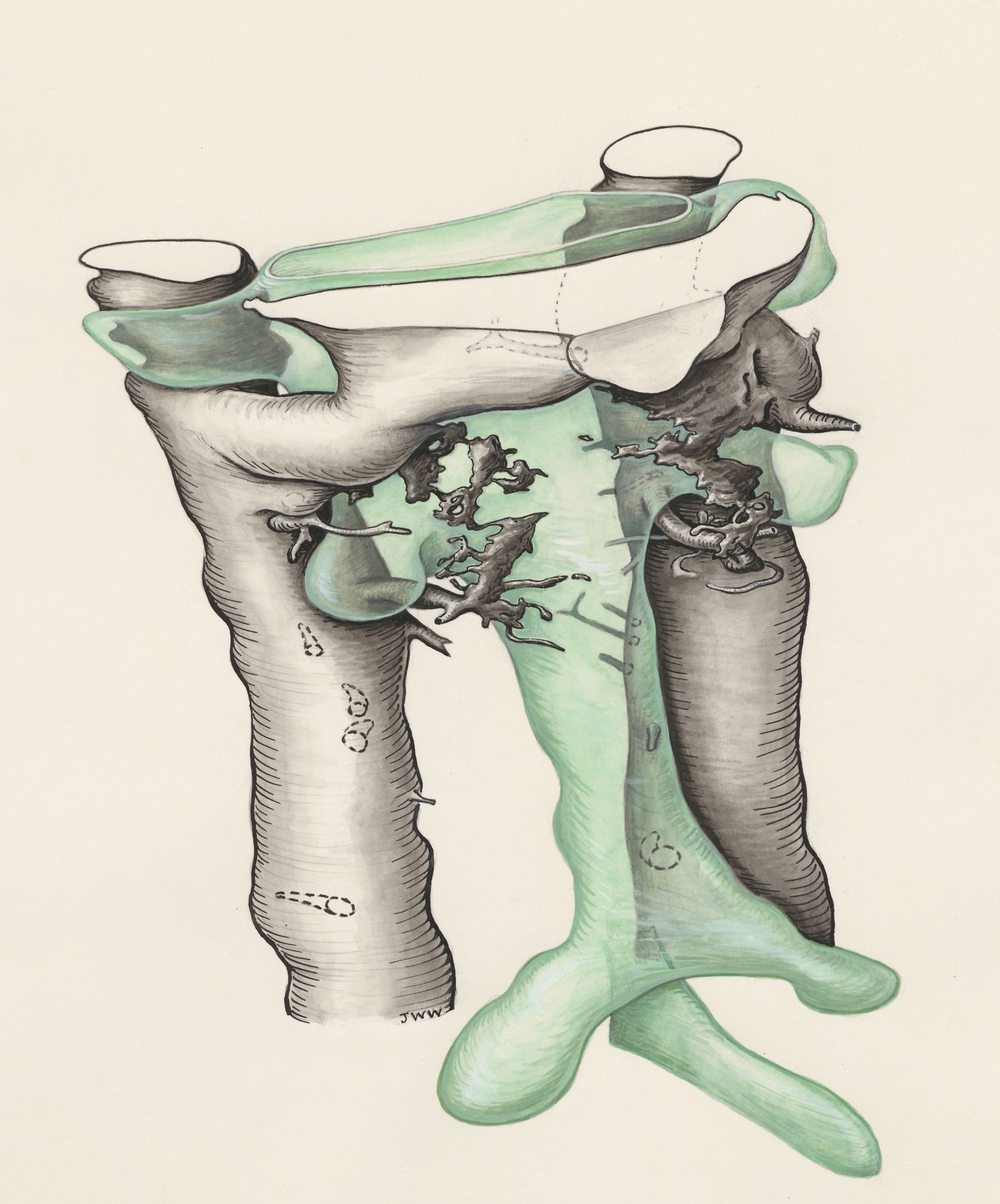 Embryonic tissue of a rat