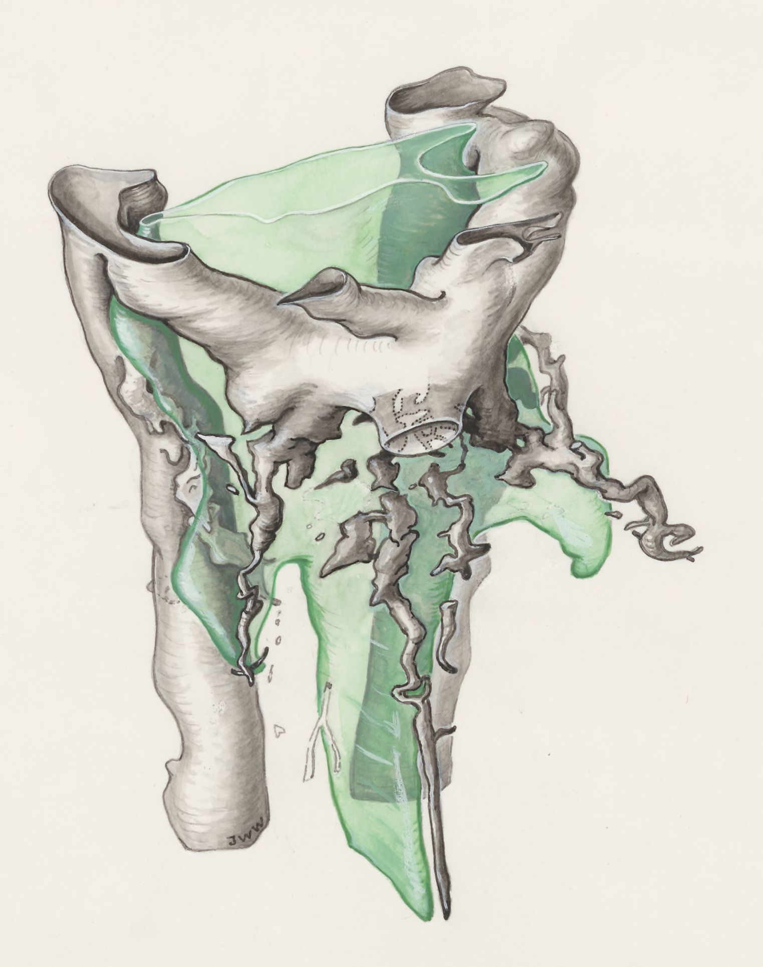 Tissue of a human embryo