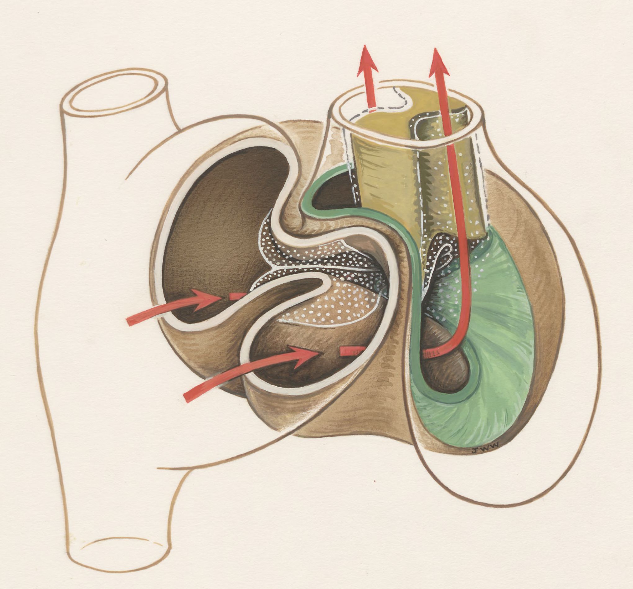 Circulation through human tissue