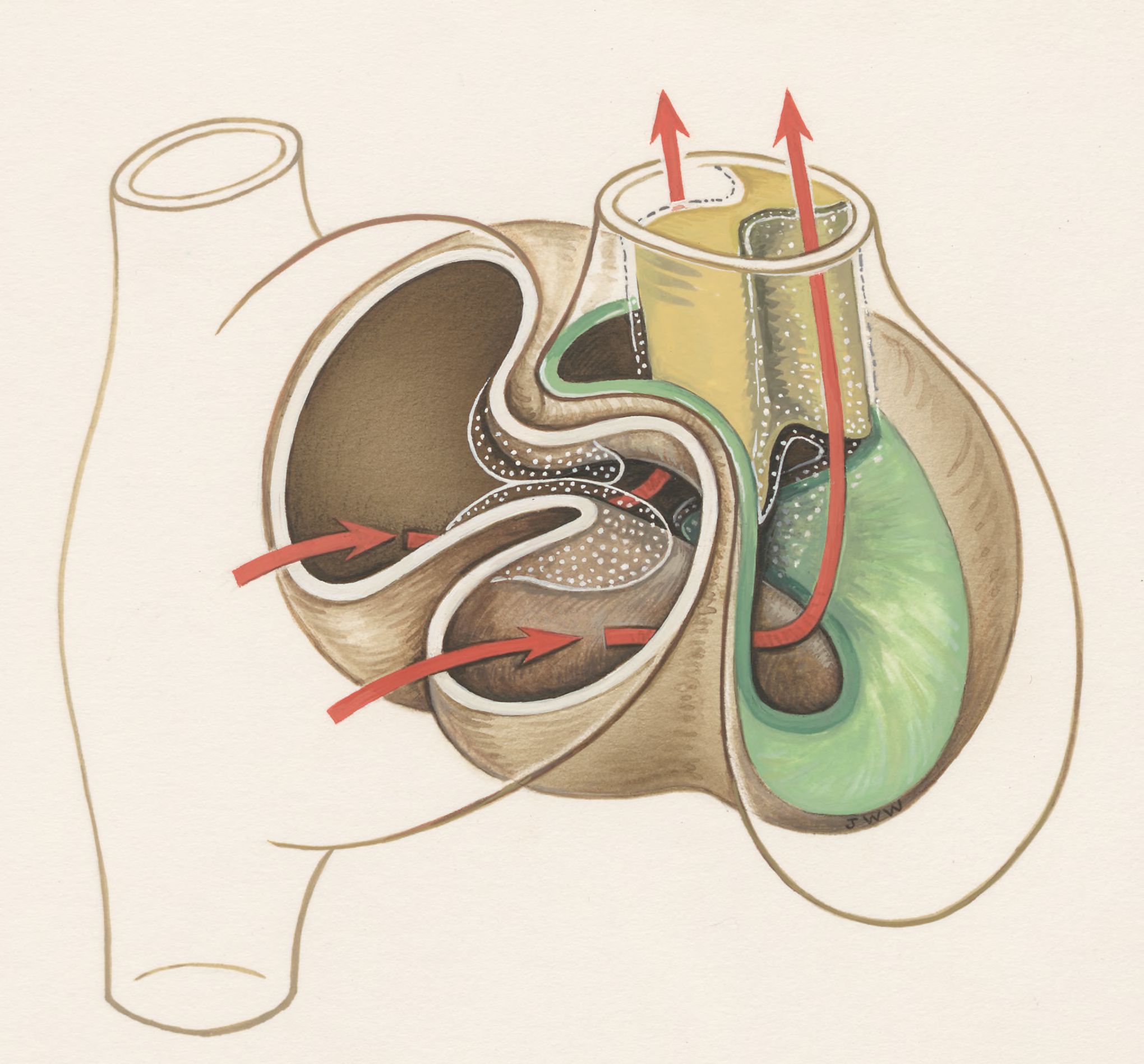 Circulation through human tissue
