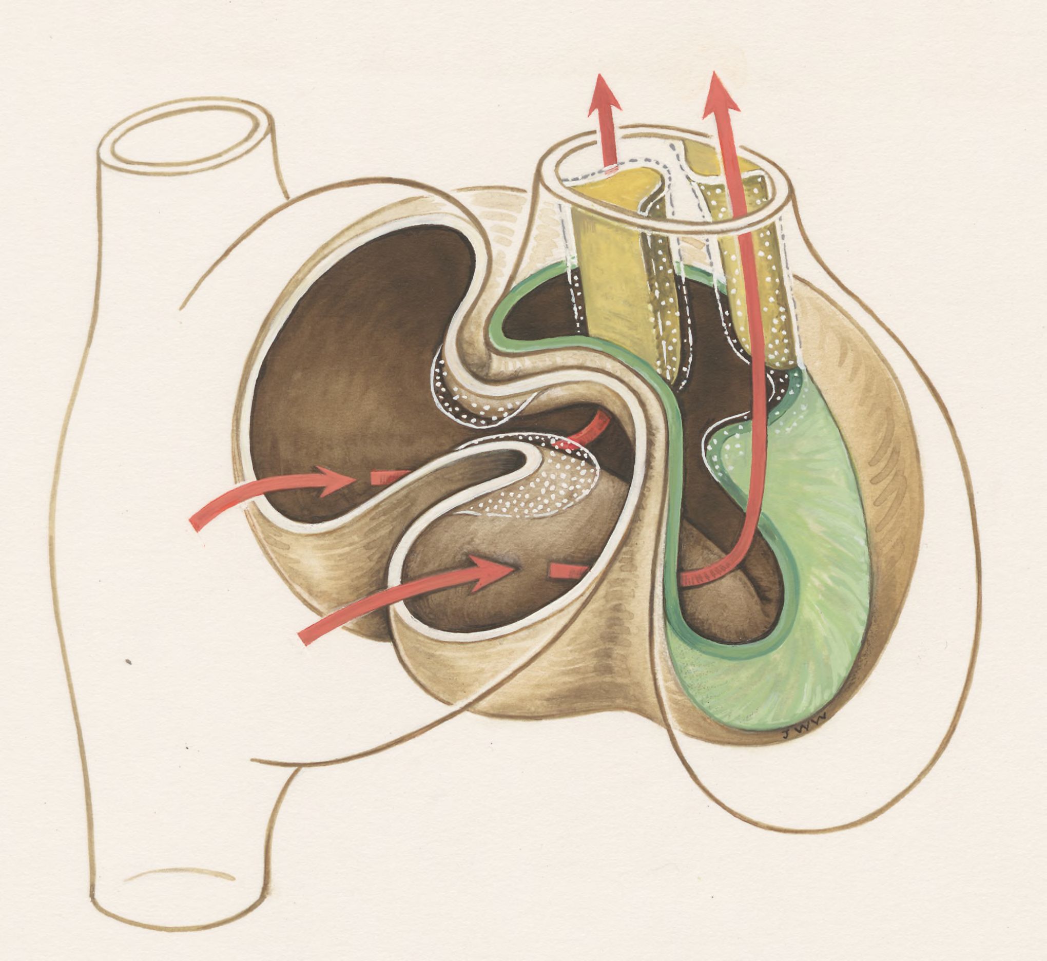 Circulation through human tissue