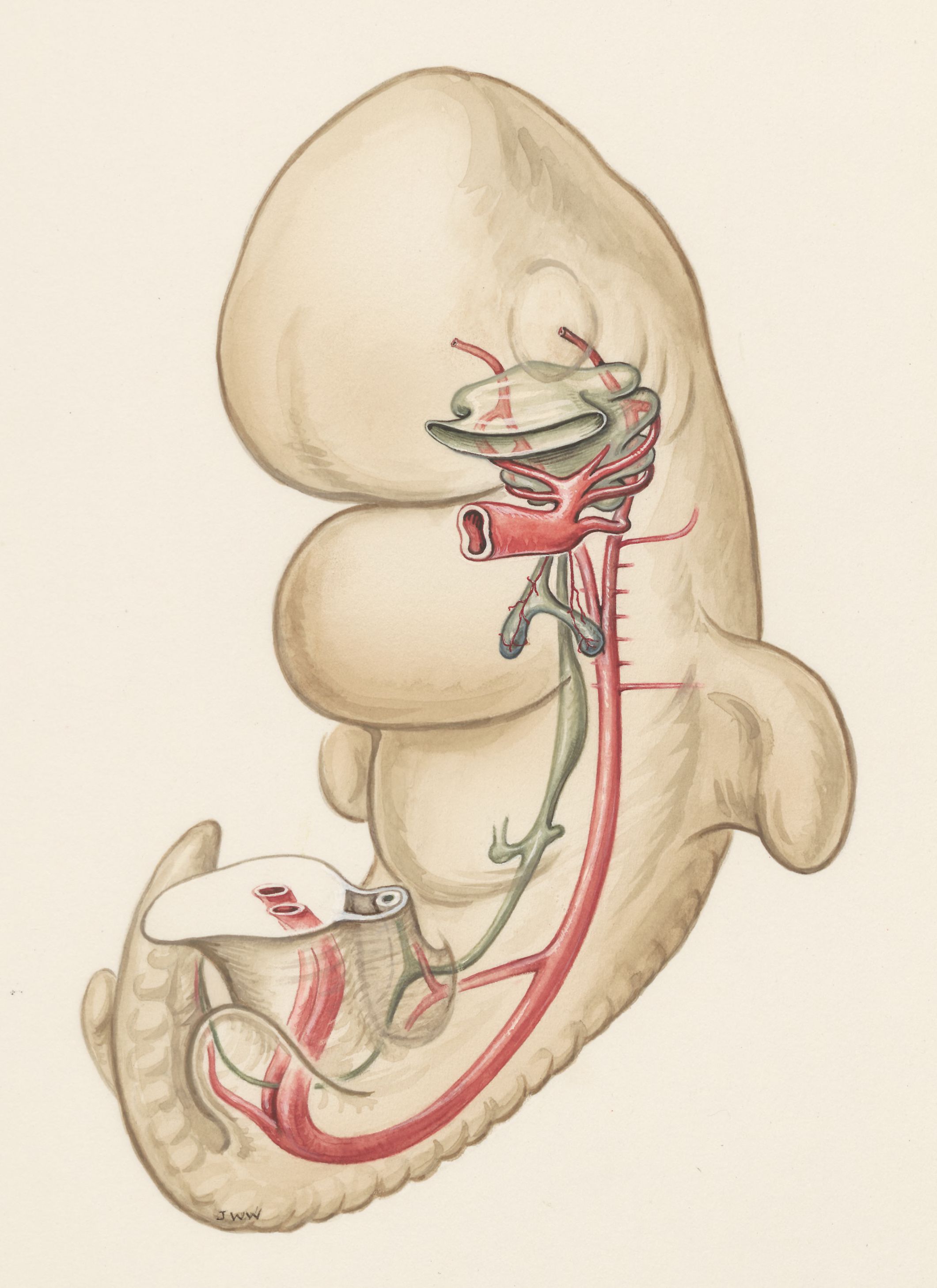 Human embryo