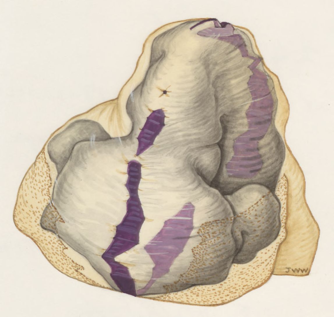 Embryonic tissue of a rat