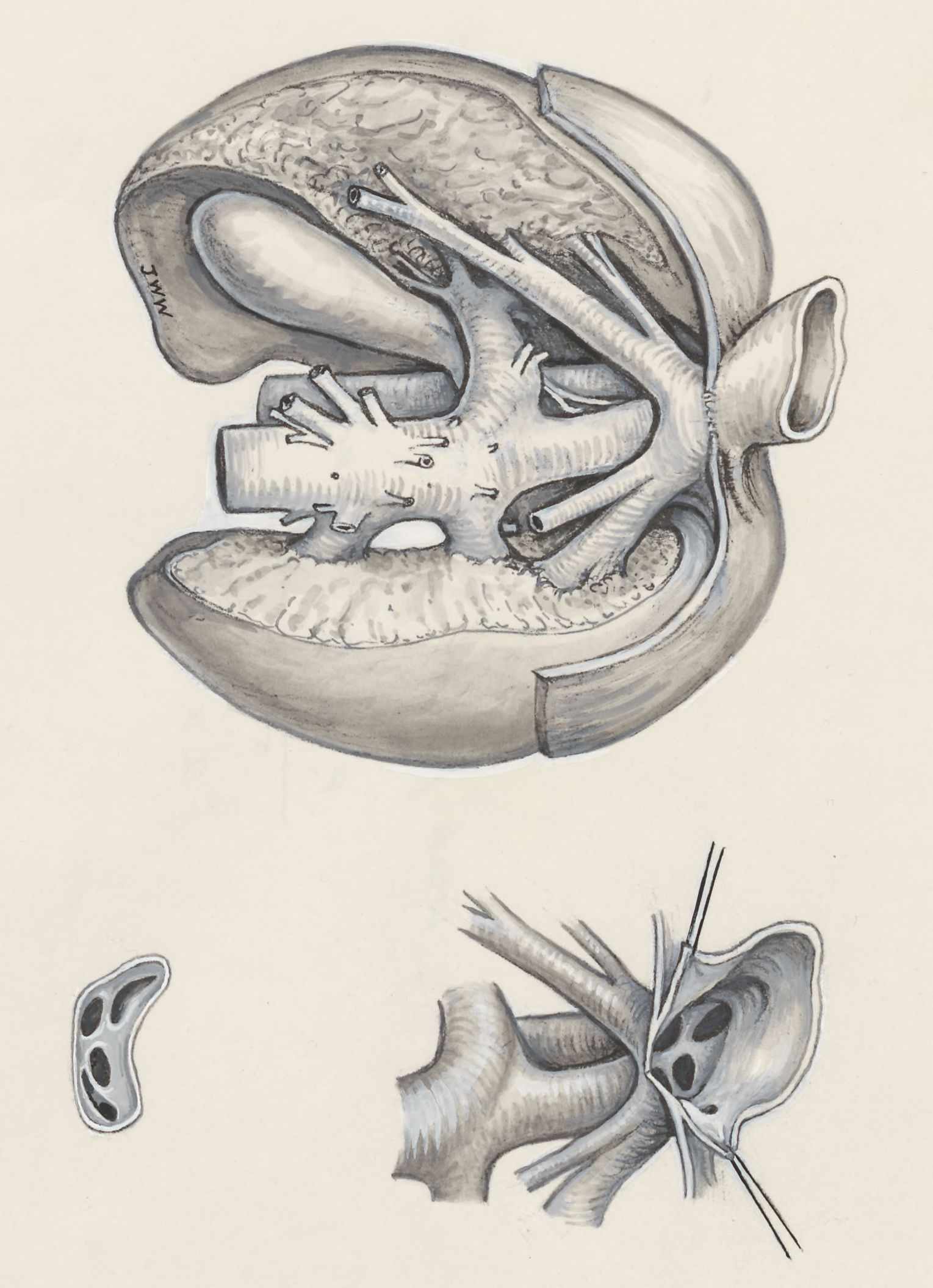 Respiratory system of a fetus