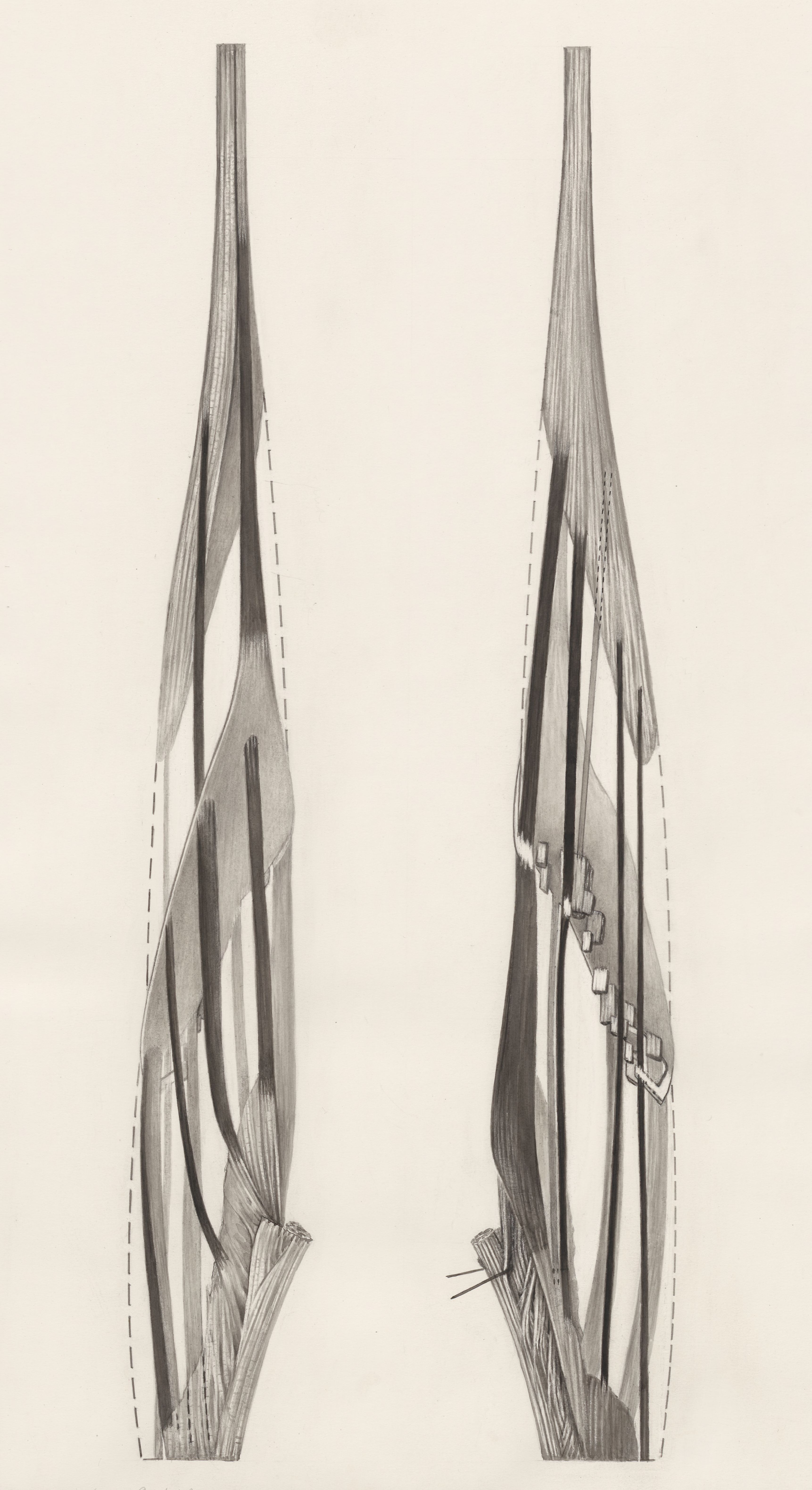 Muscular tissue