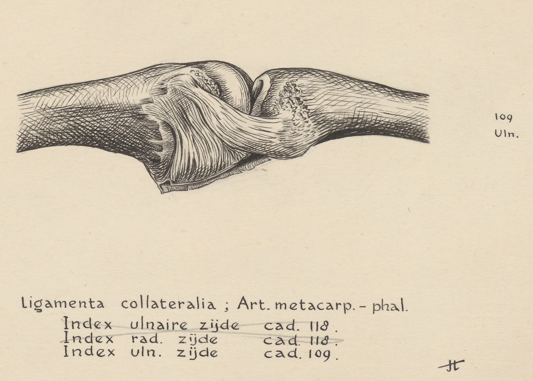 Muscular tissue of the finger joint