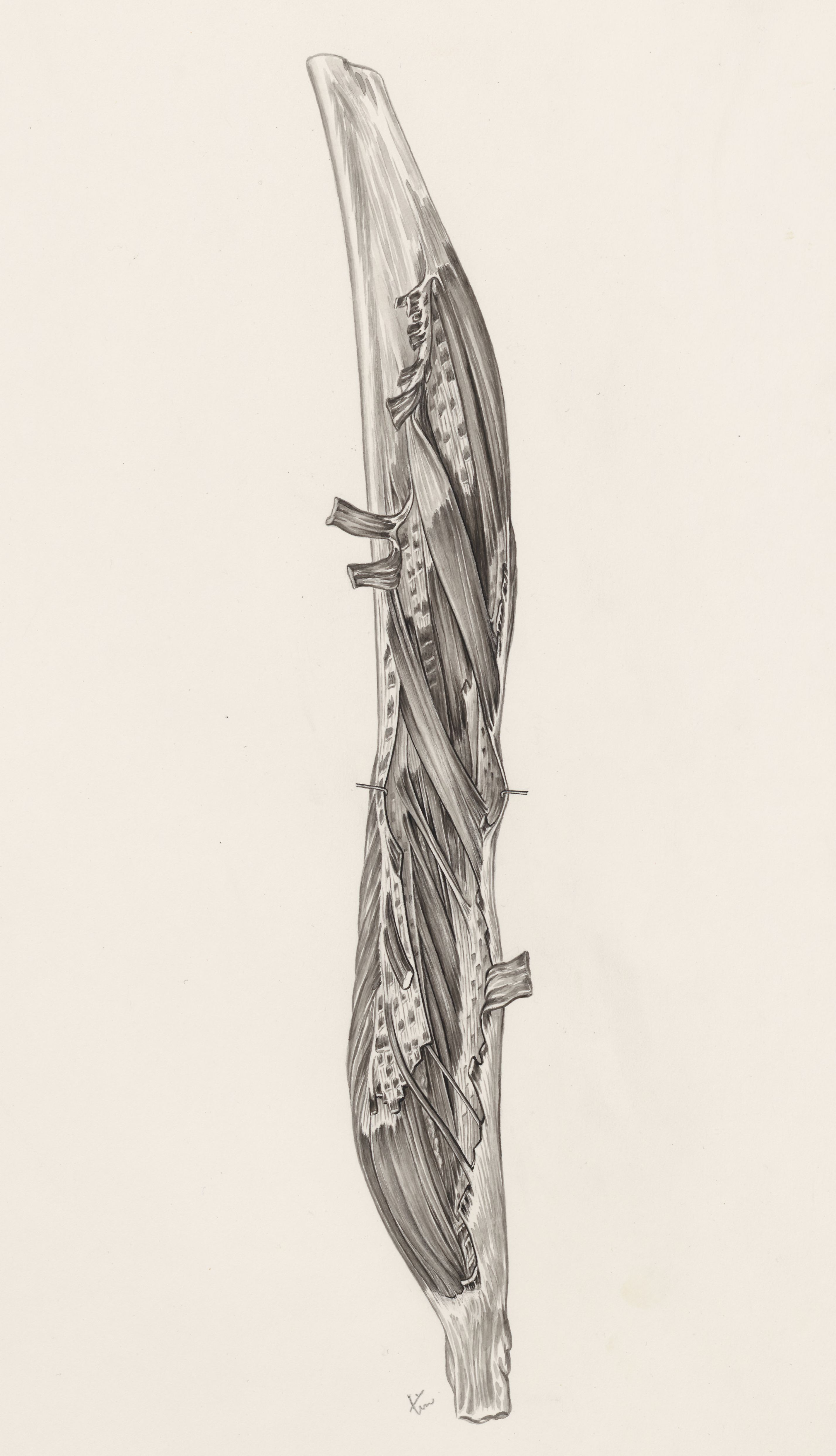 Muscular tissue