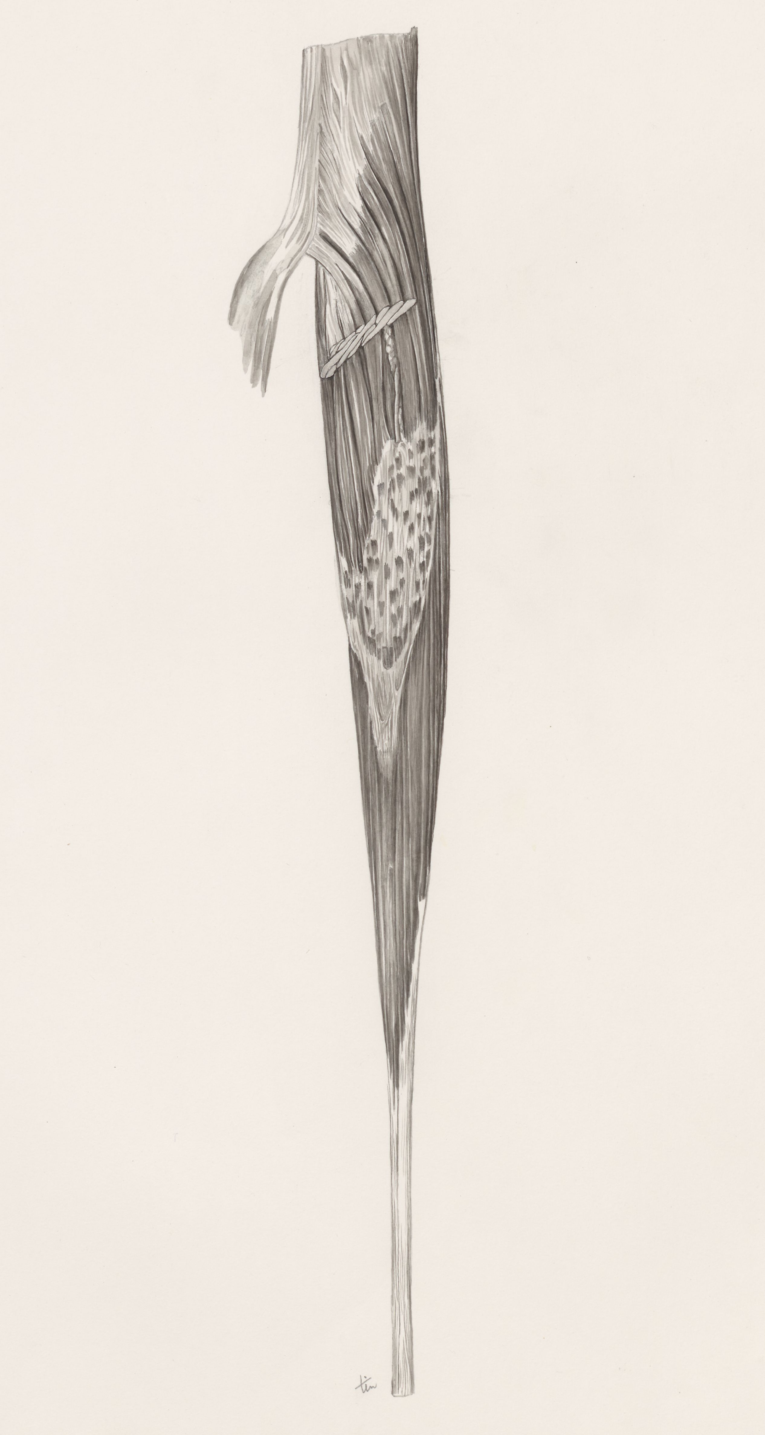 Muscular tissue