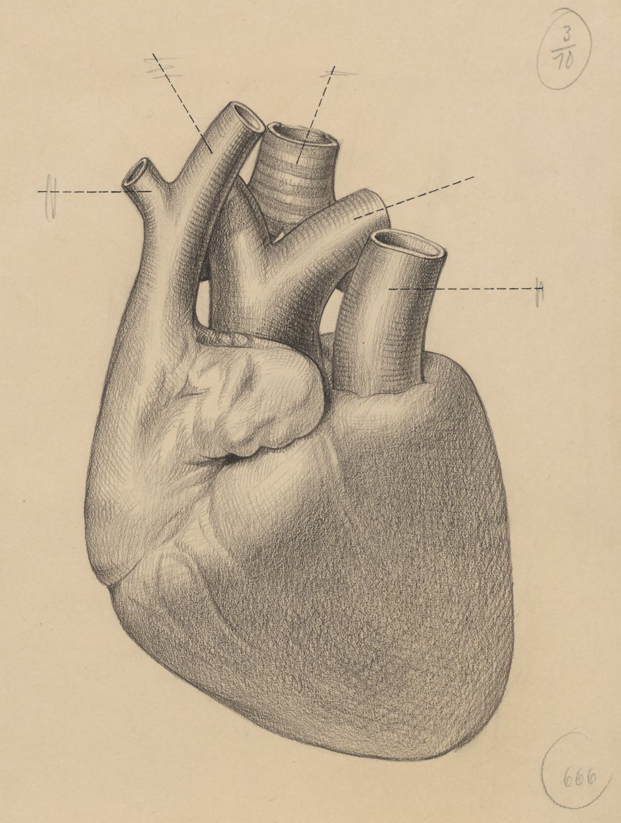 Heart