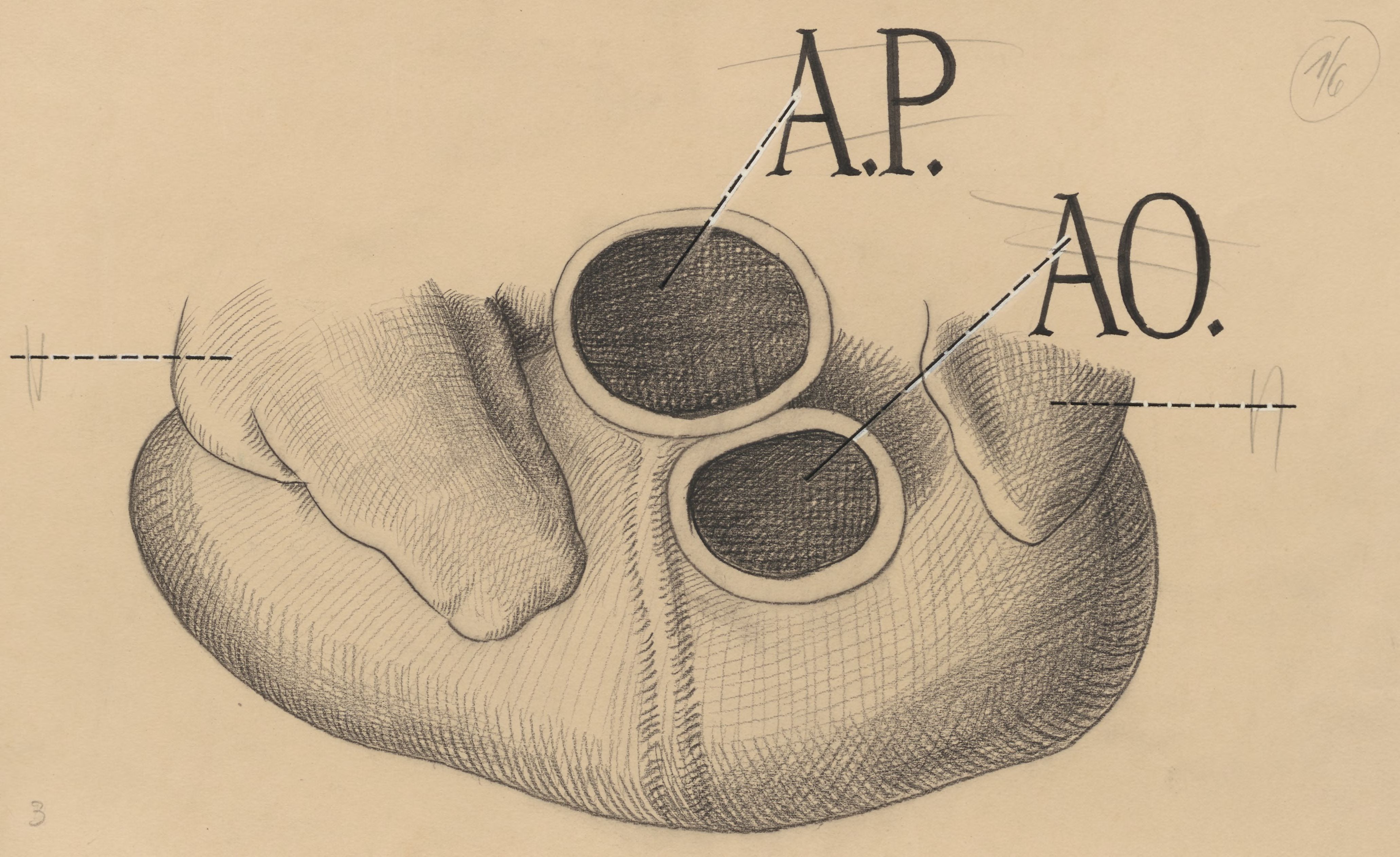 Heart, seen from above