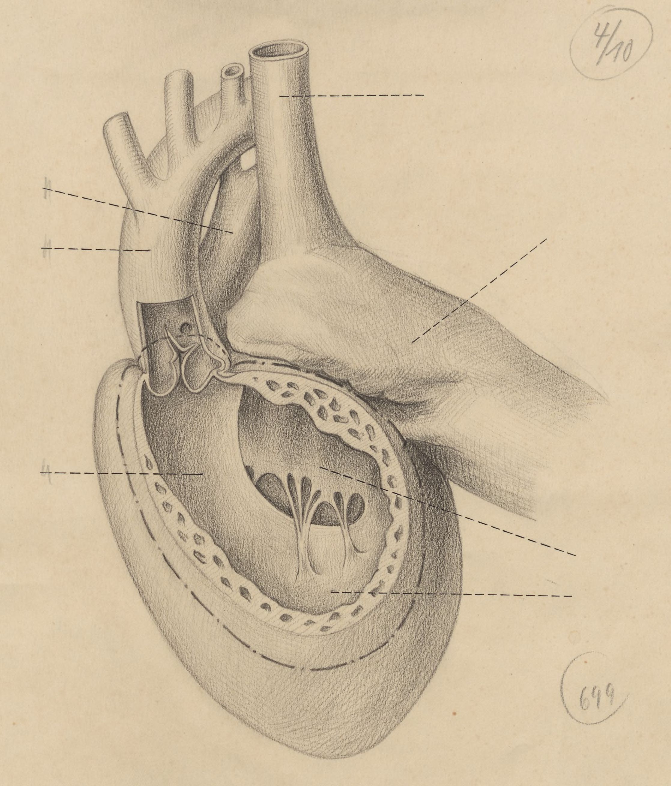 Cross section of the heart