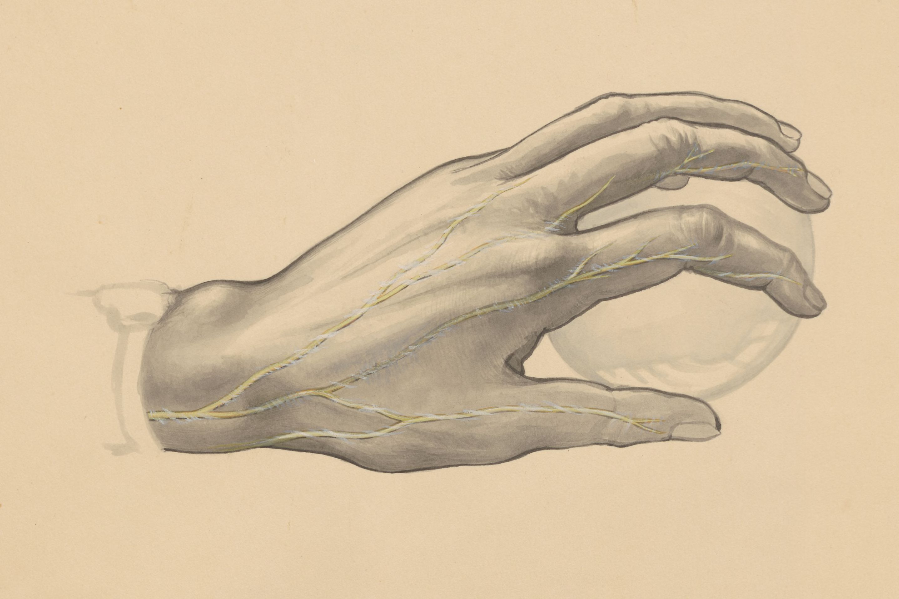 Veins of the hand