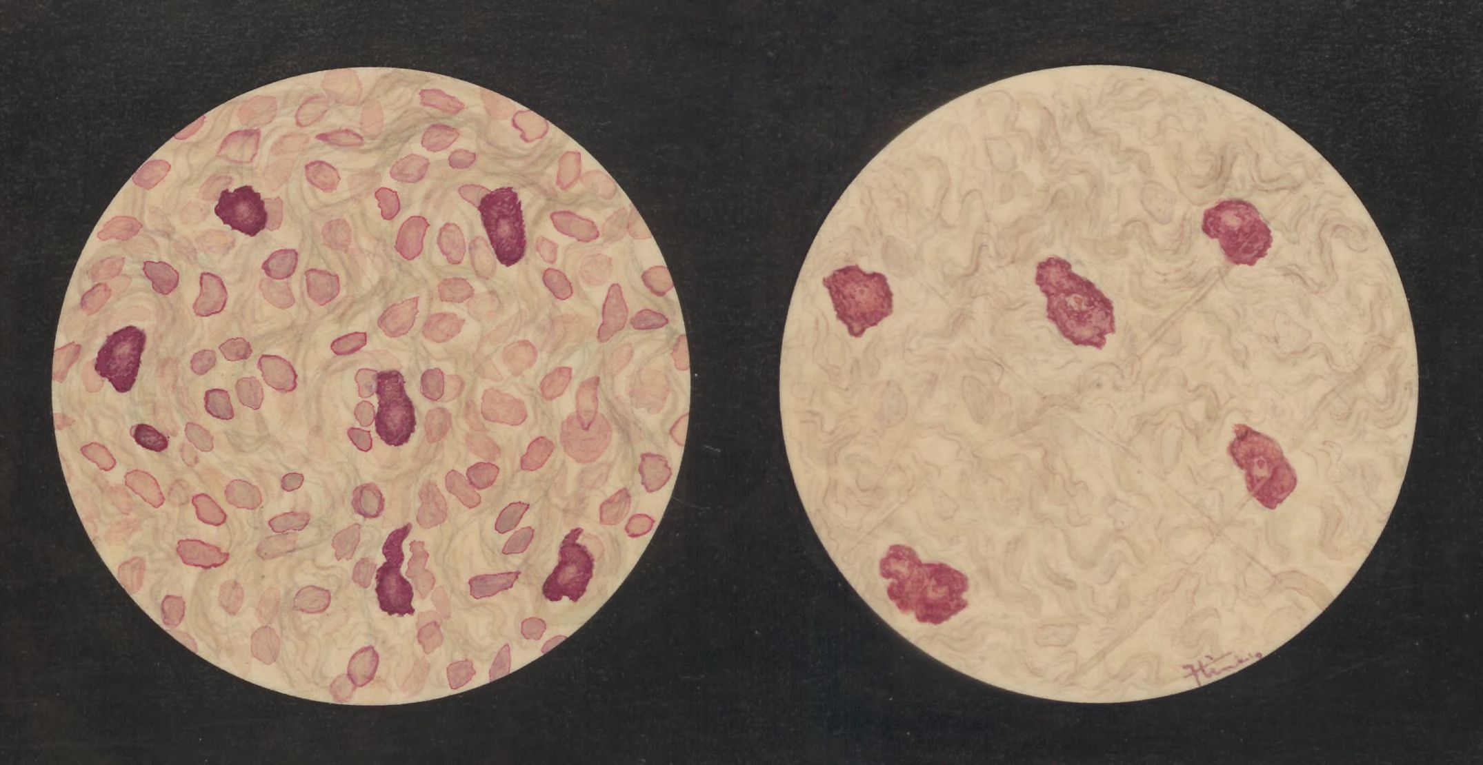 Microscopic views of the digestive system