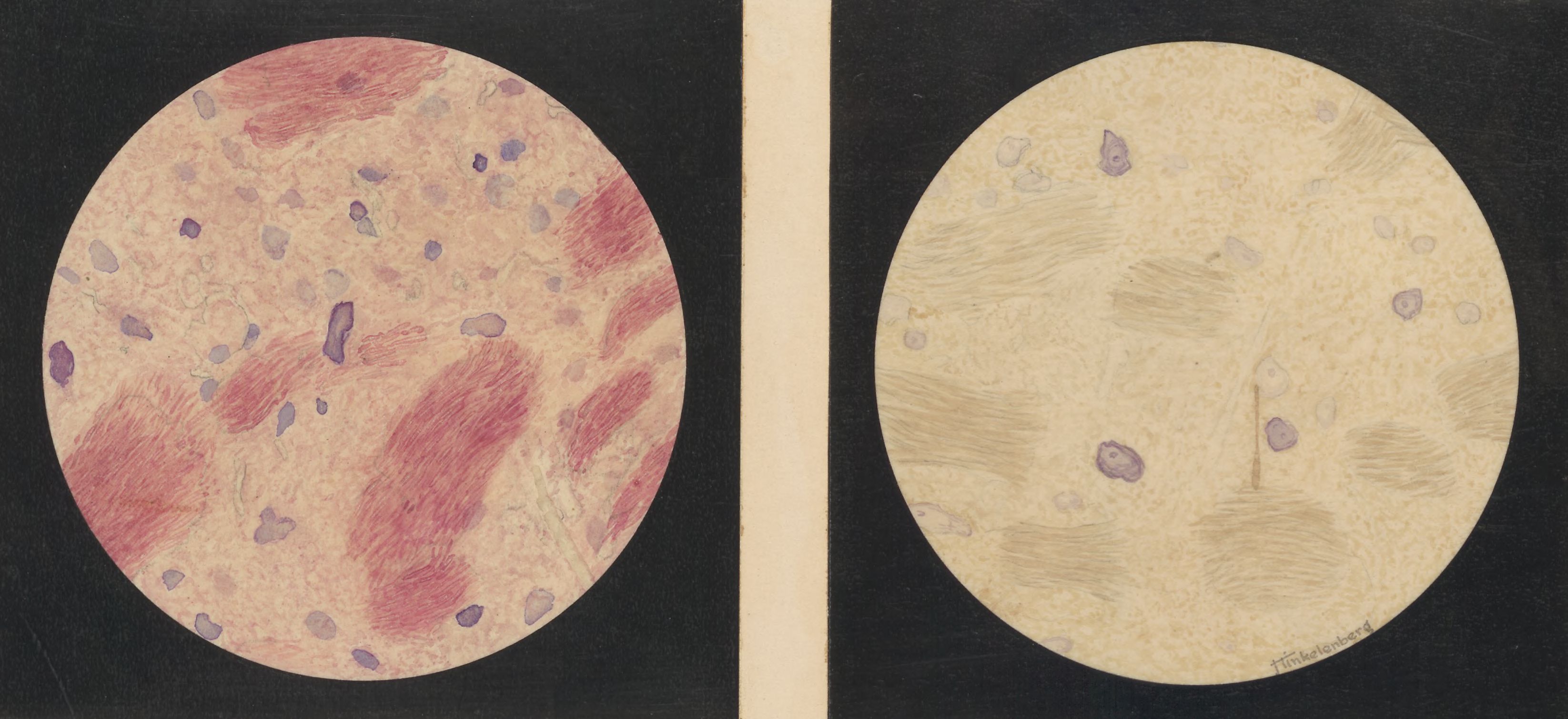 Microscopic views of the central nervous system