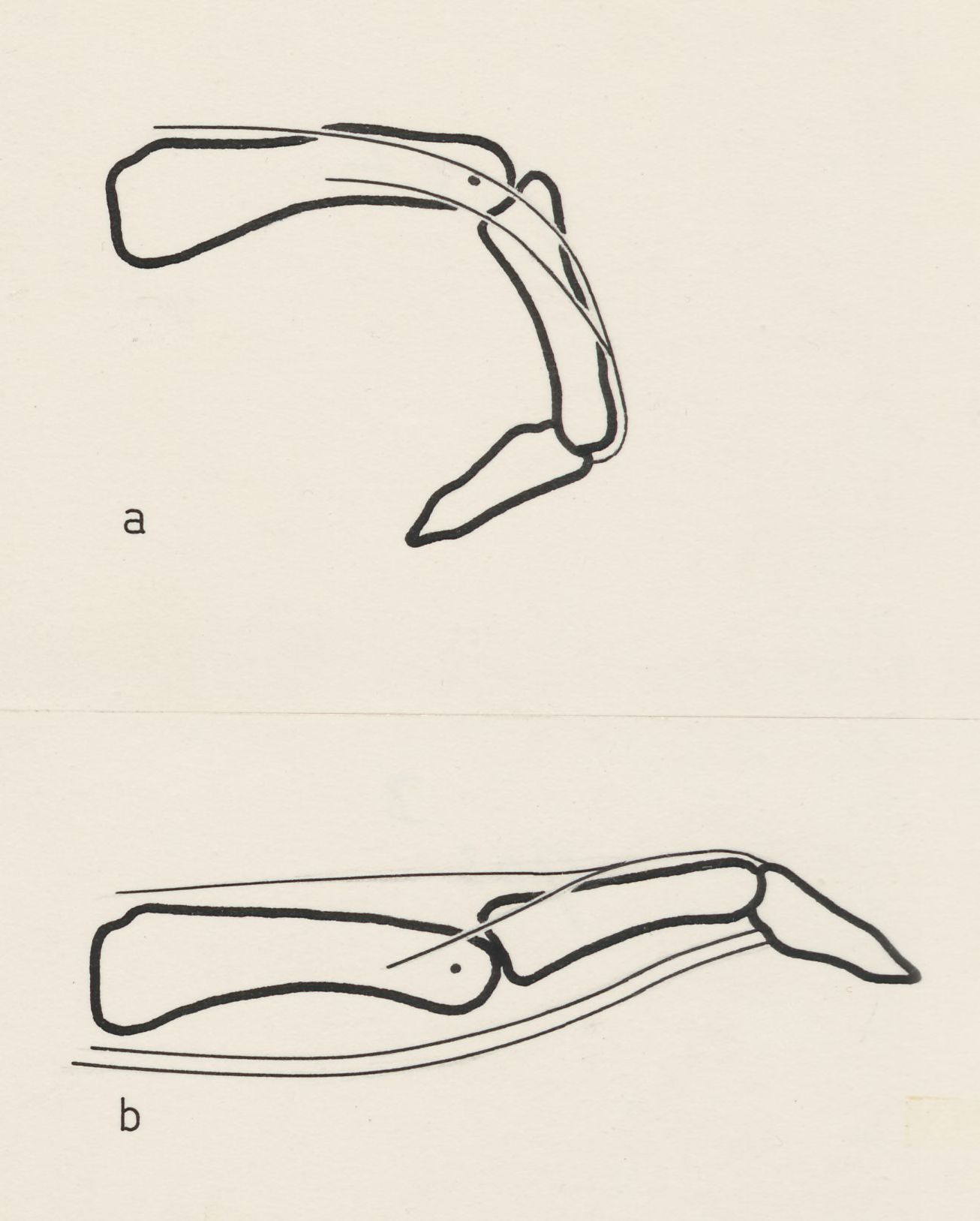 Schematic representation of the finger