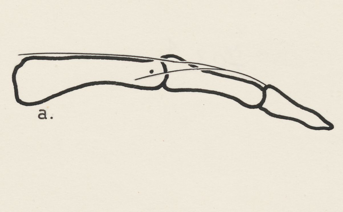 Schematic representation of the finger