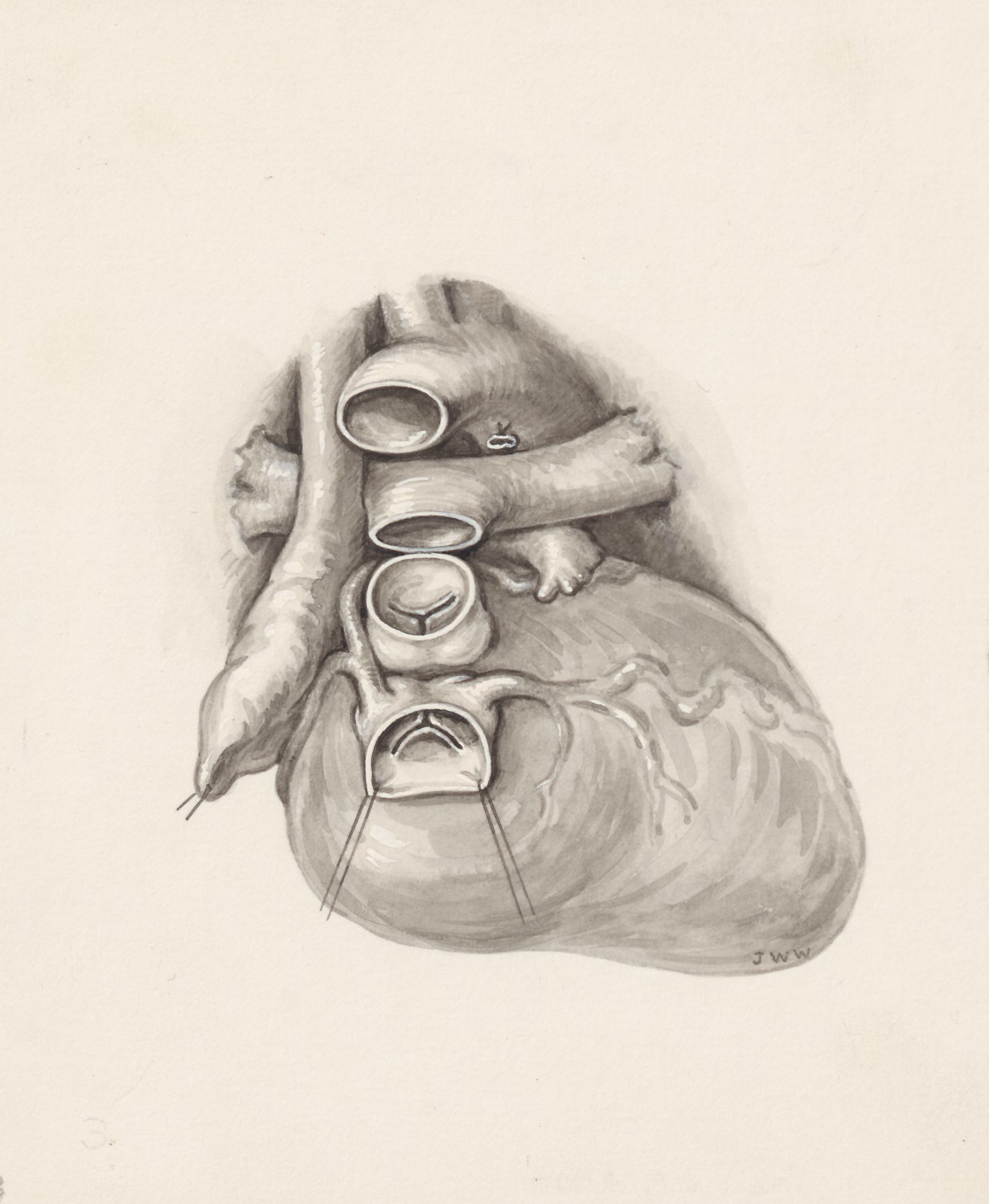 Cardiovascular system