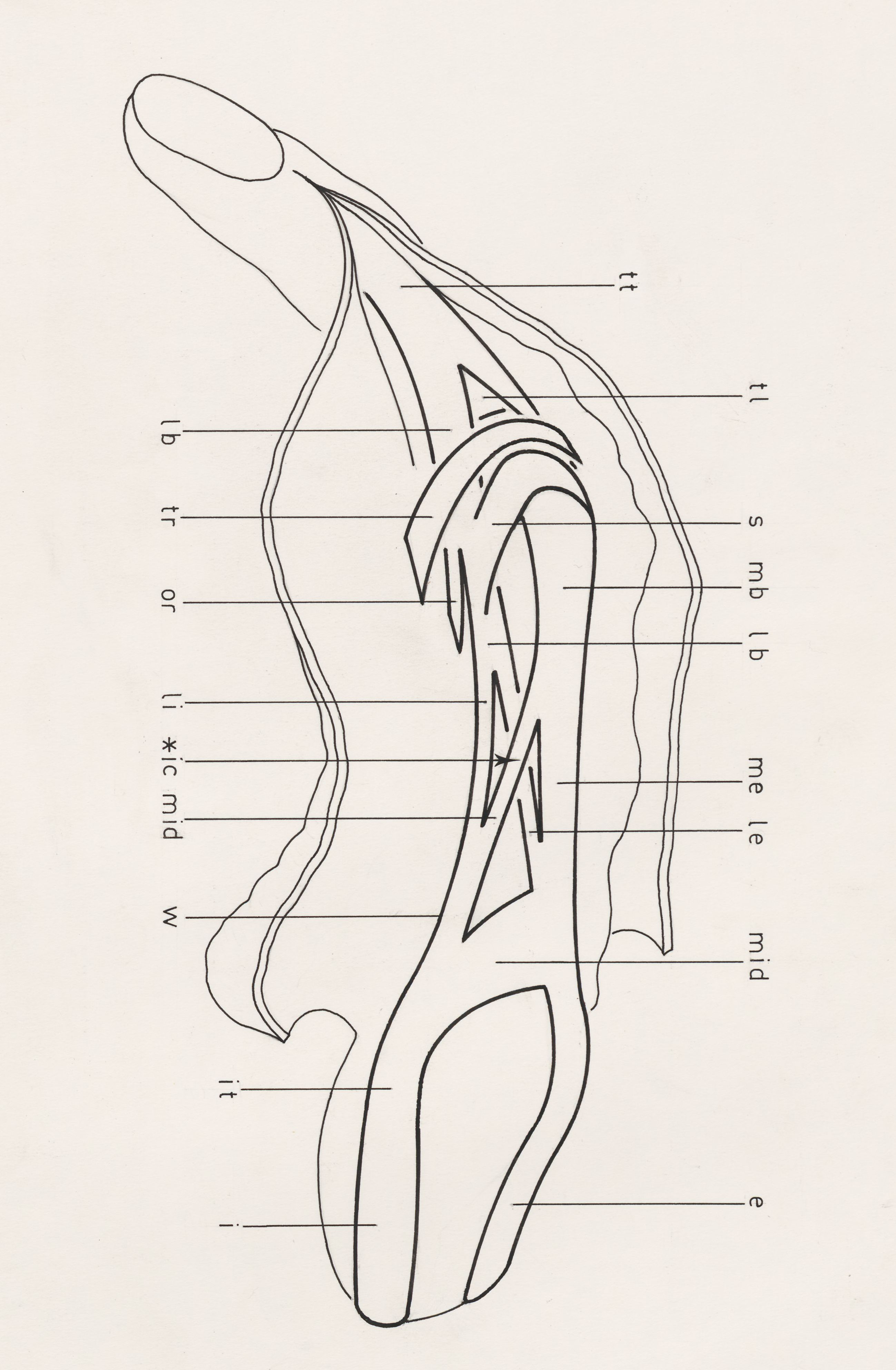 Schematic representation of the finger
