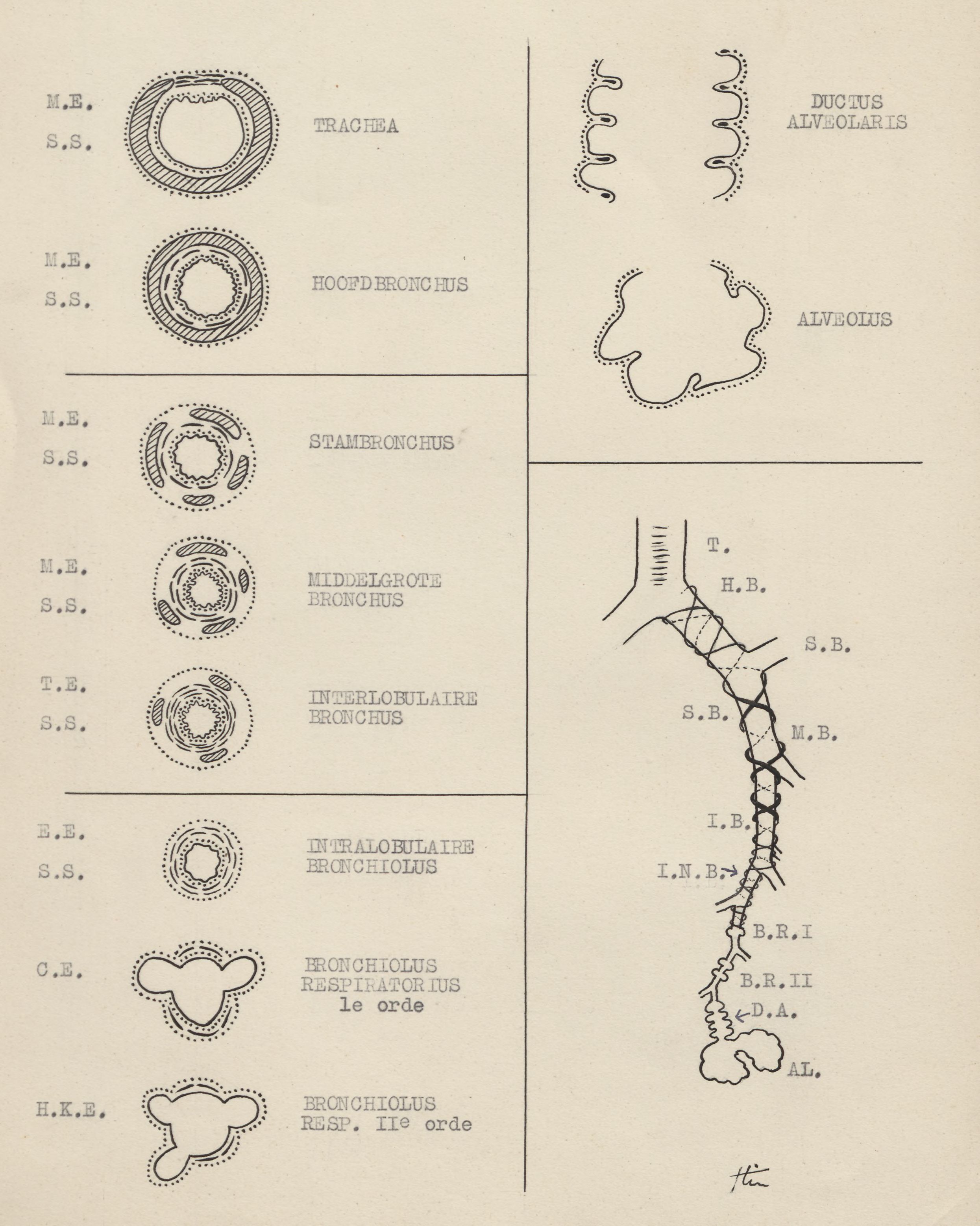 Schematic representation of the working of the bronchi