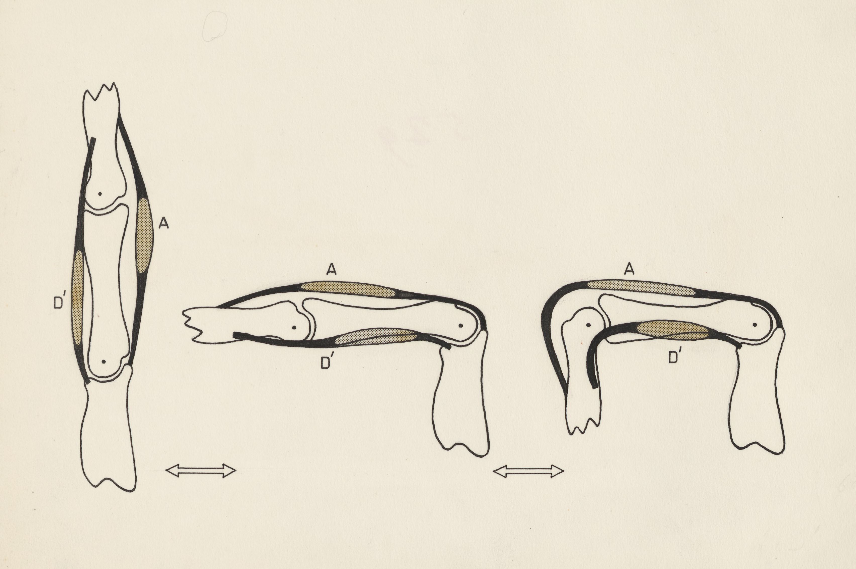 Schematic representation of the finger and joint movement