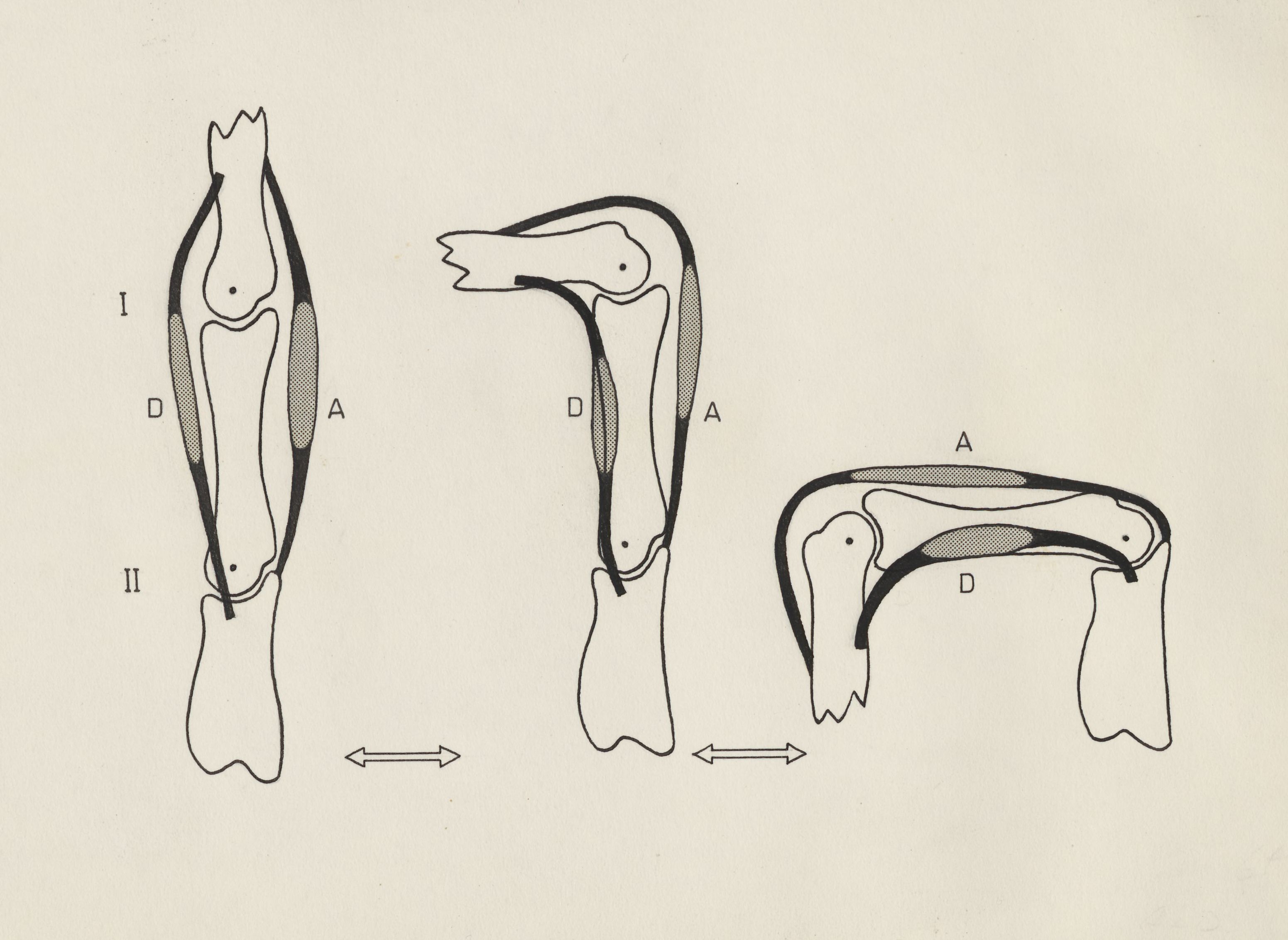 Schematic representation of the finger and joint movement
