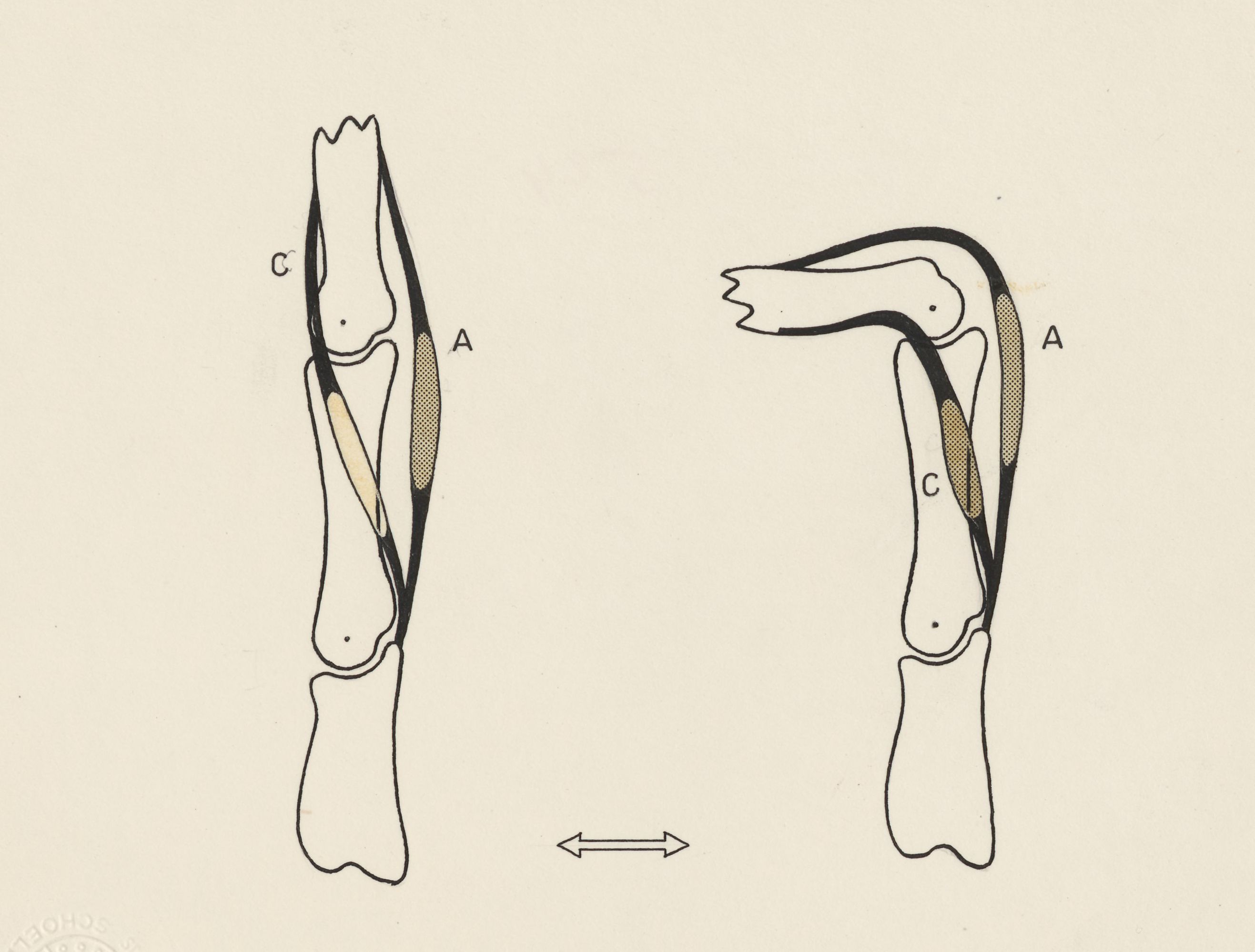 Schematic representation of the finger and joint movement