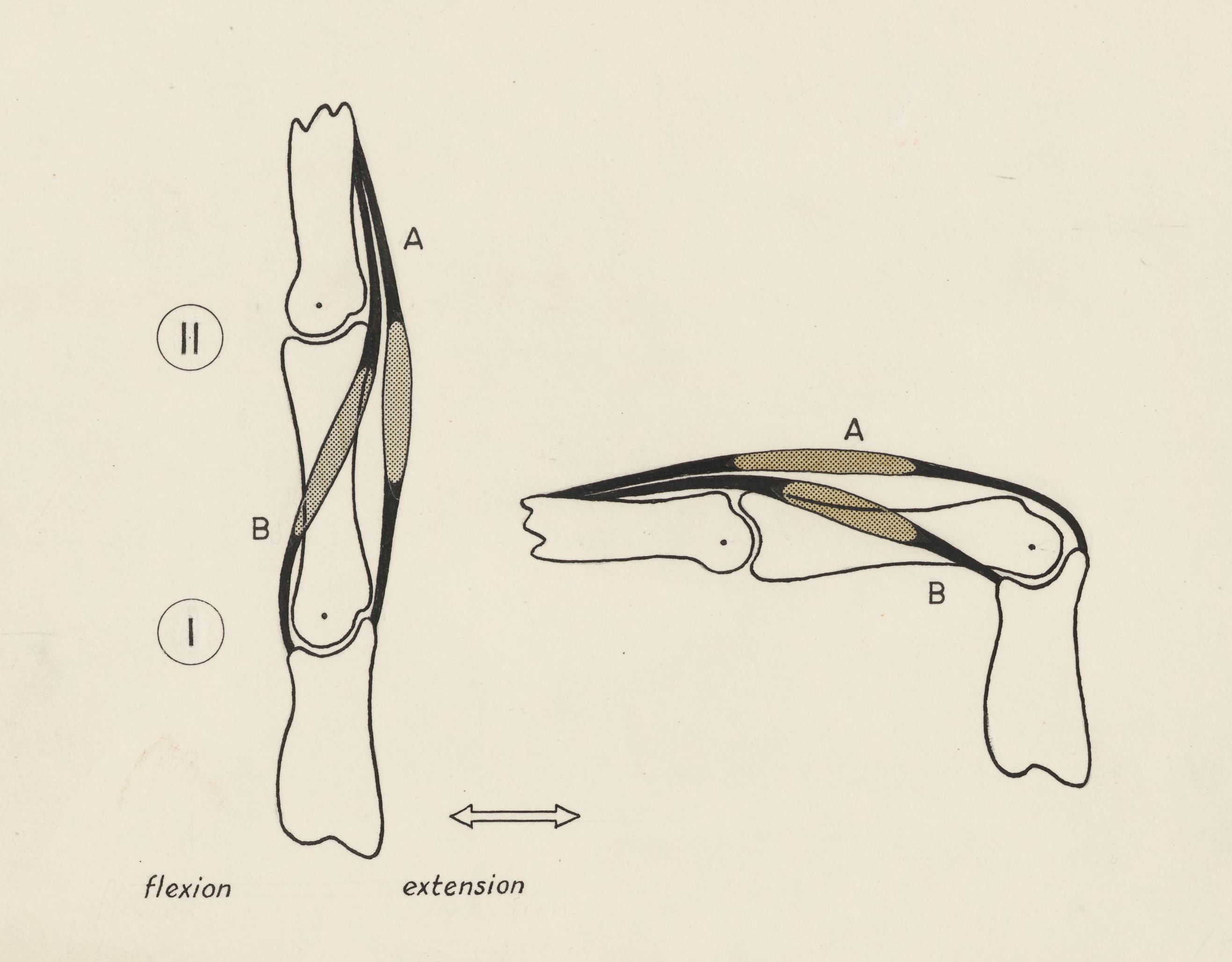 Schematic representation of the finger and joint movement