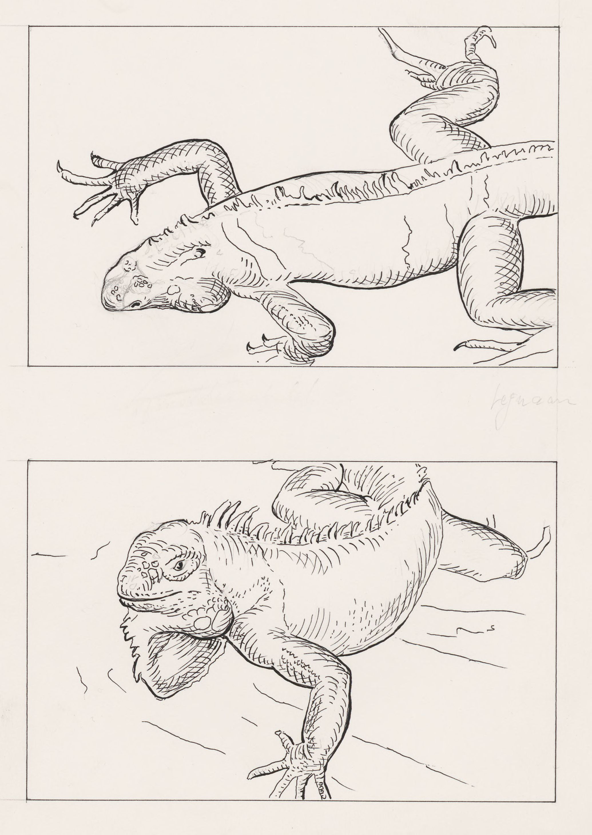 Iguana seen from two sides