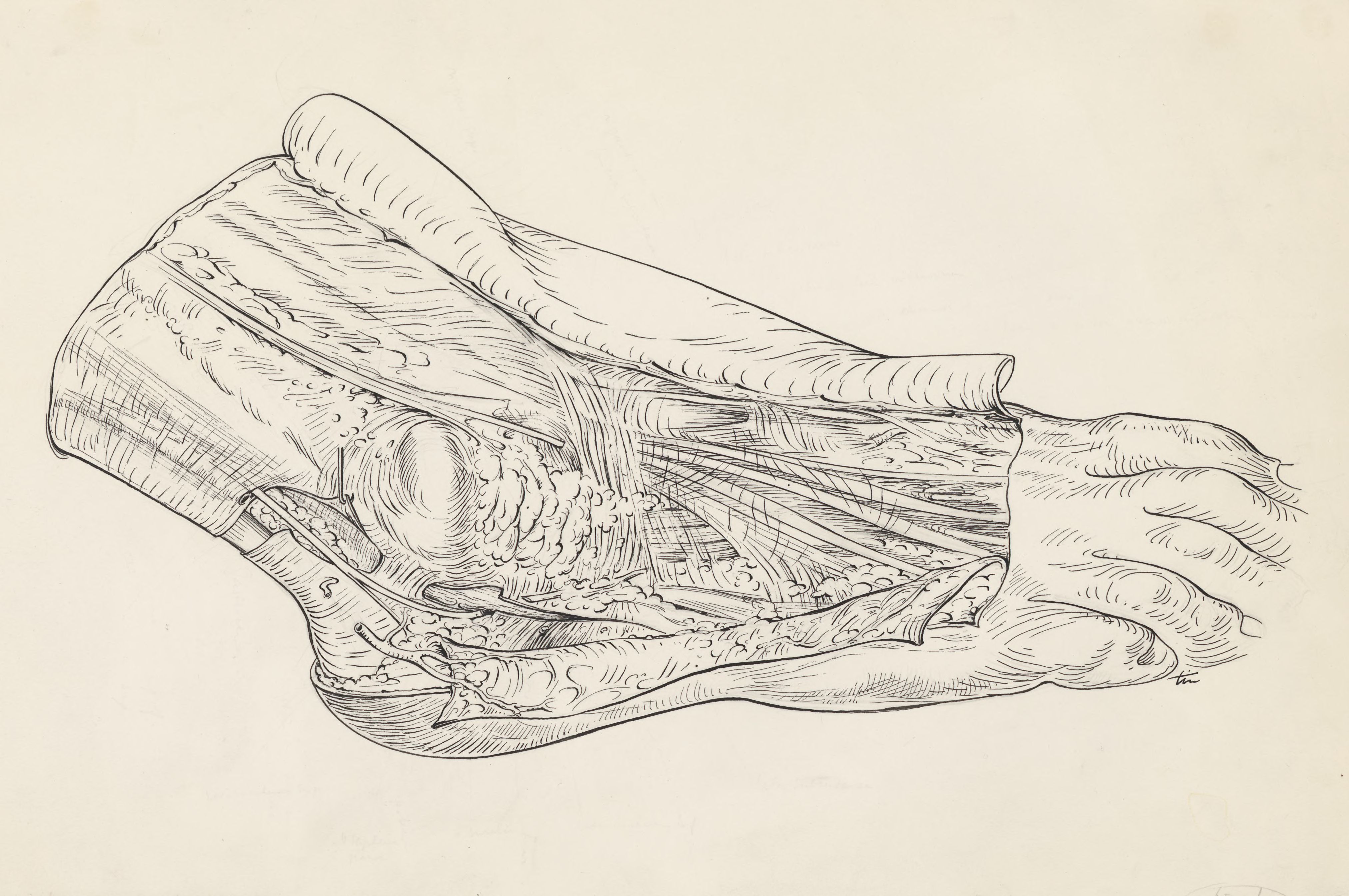 Dissected human foot