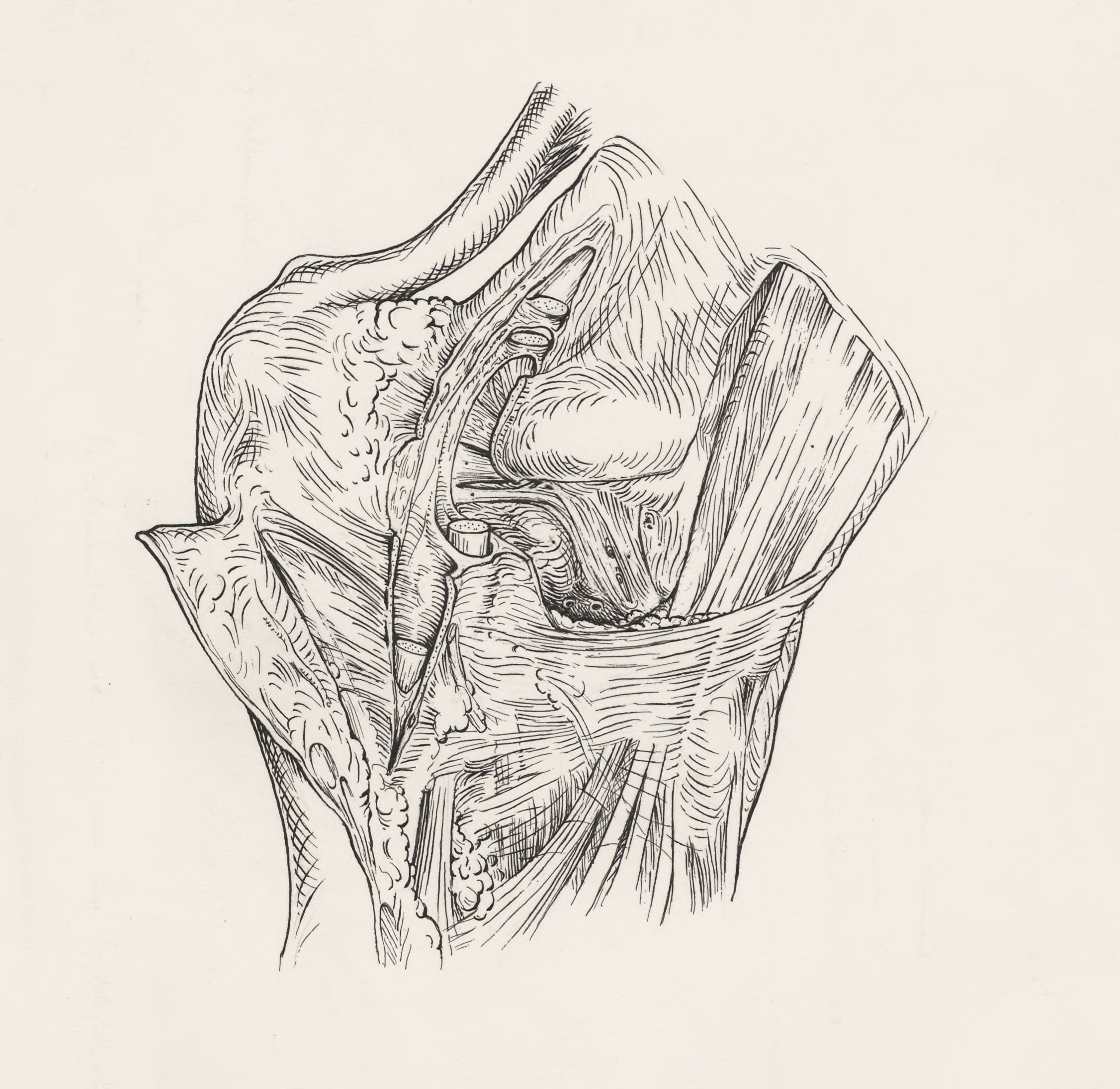 Muscular tissue of the foot