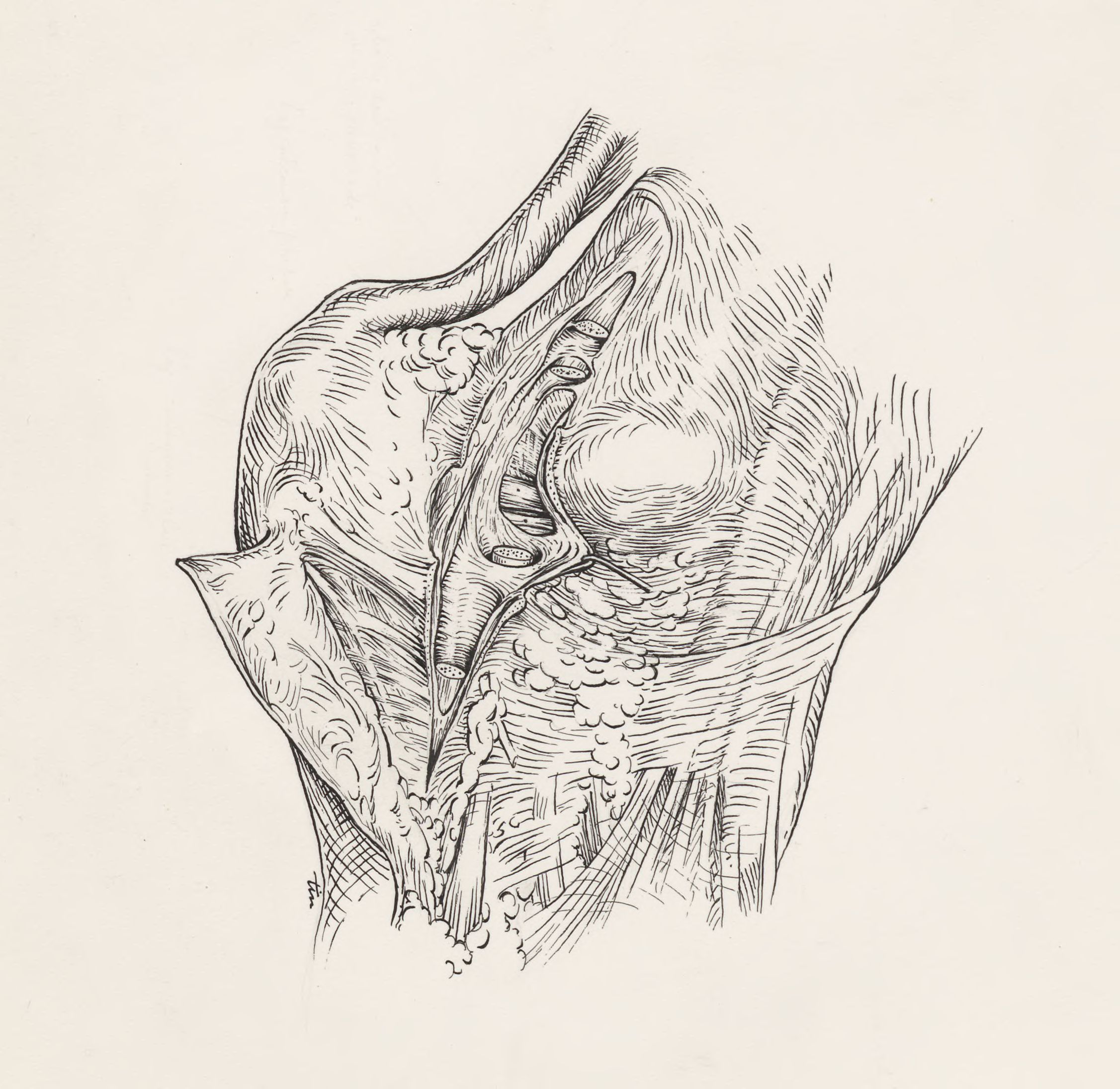 Muscular tissue of the foot