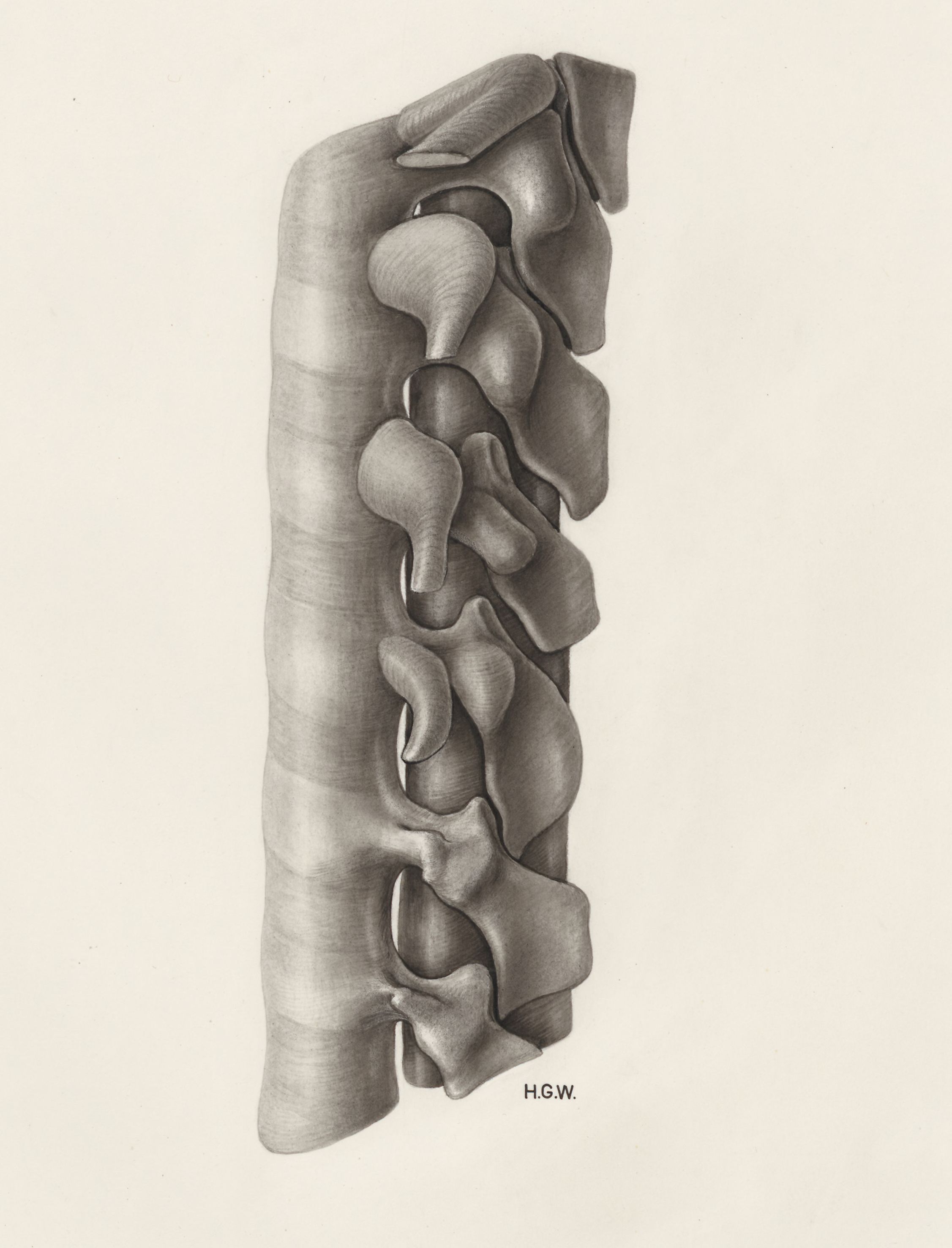 vertebral column and spinal cord