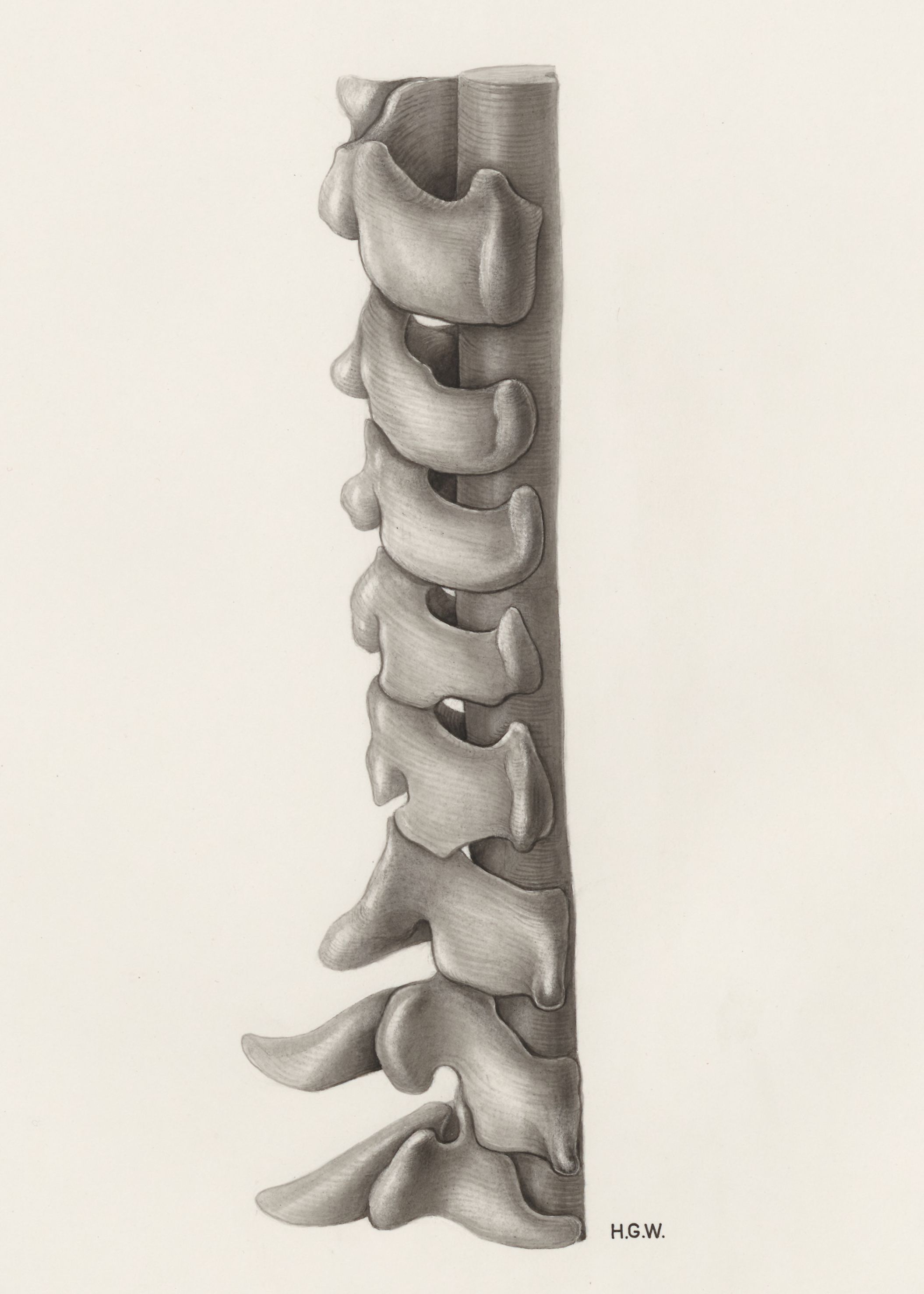 vertebral column and spinal cord