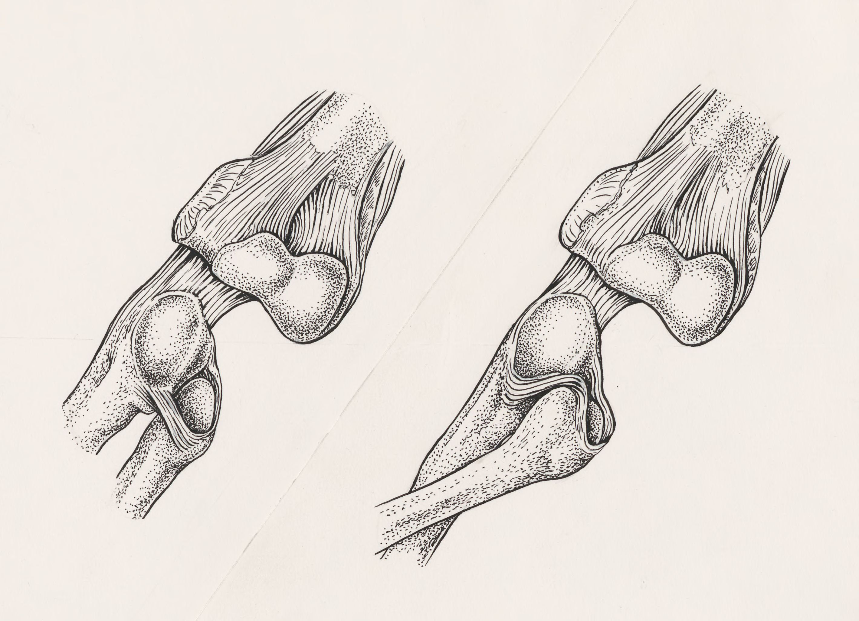 Musculoskeletal system of the upper extremity