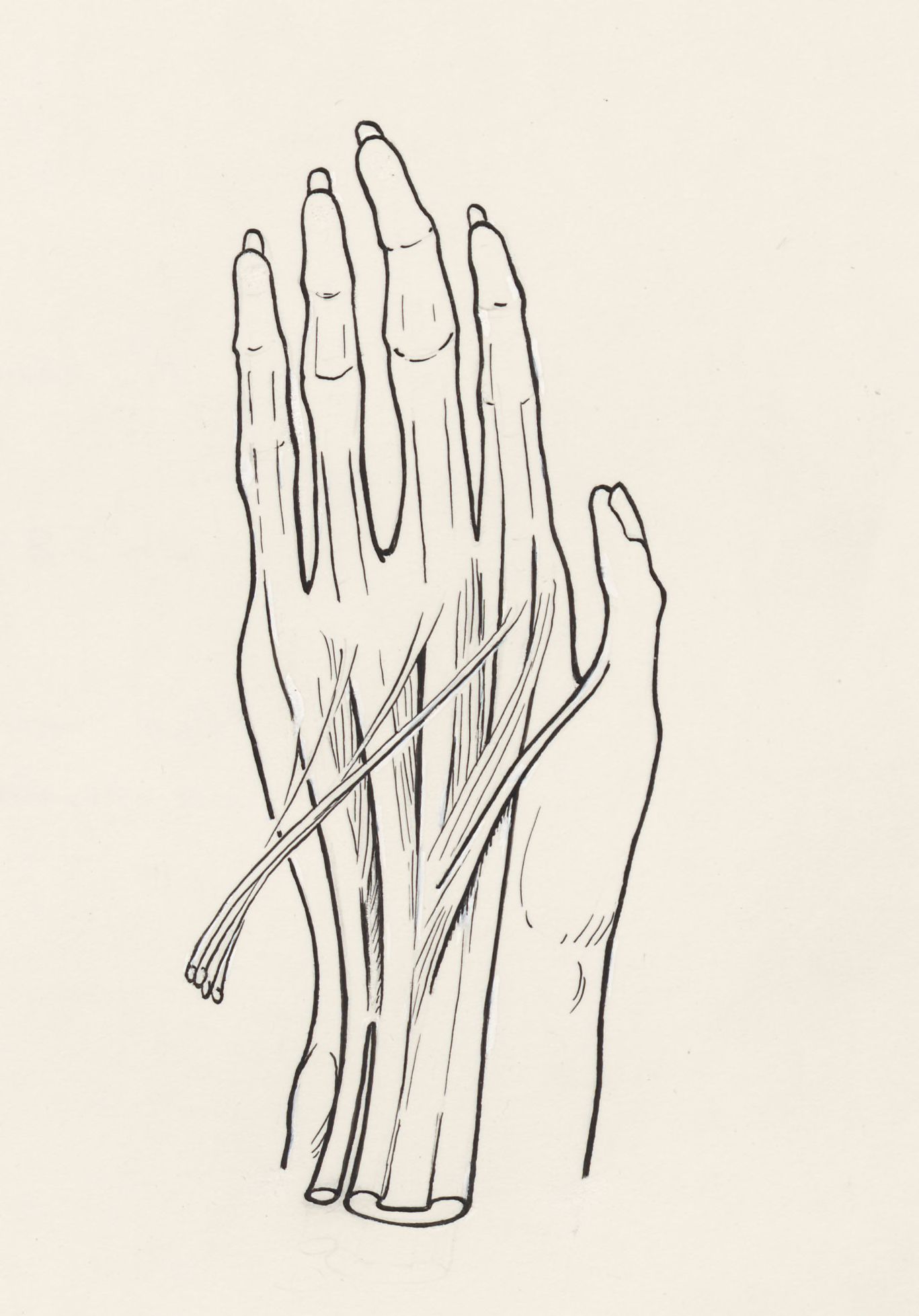 Musculoskeletal system of the upper extremity