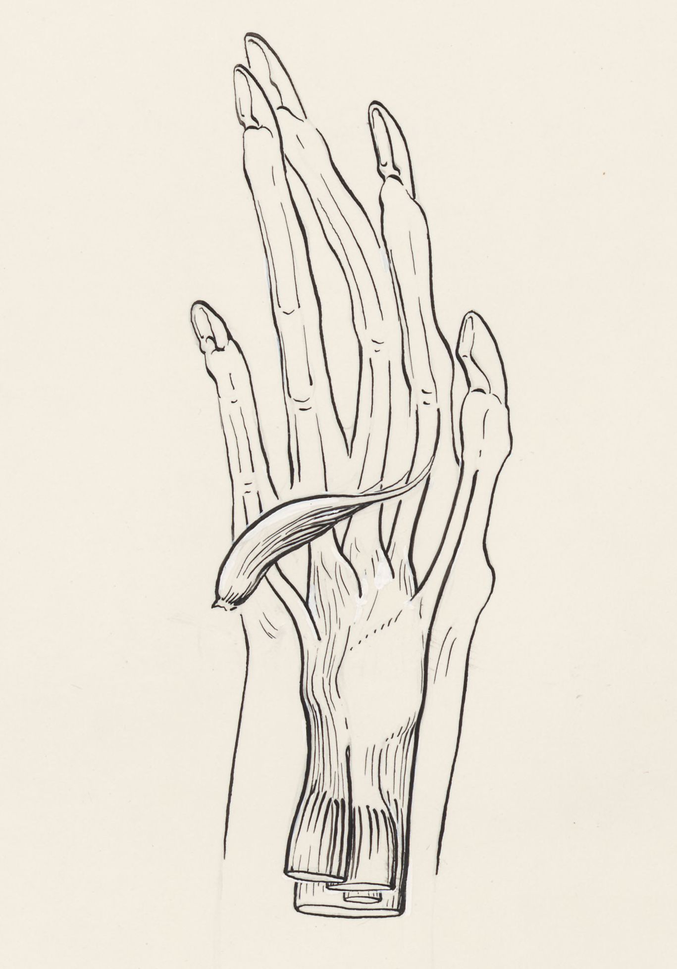 Musculoskeletal system of the upper extremity