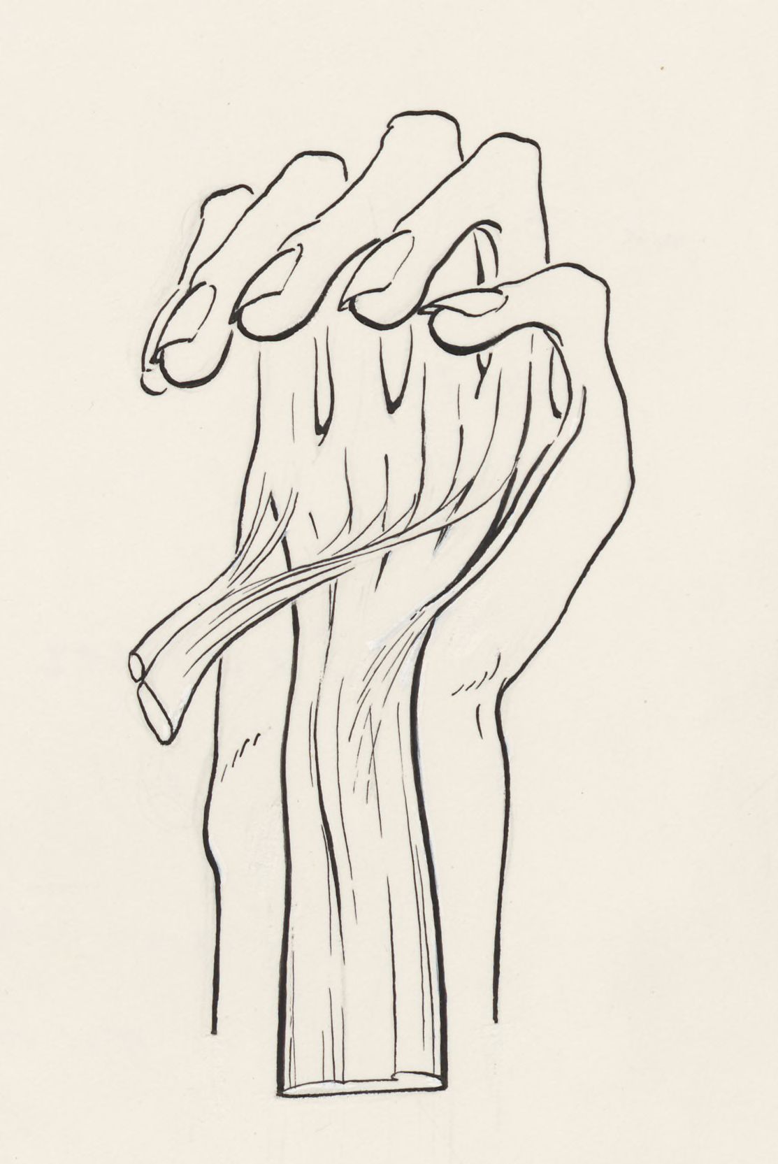 Musculoskeletal system of the upper extremity