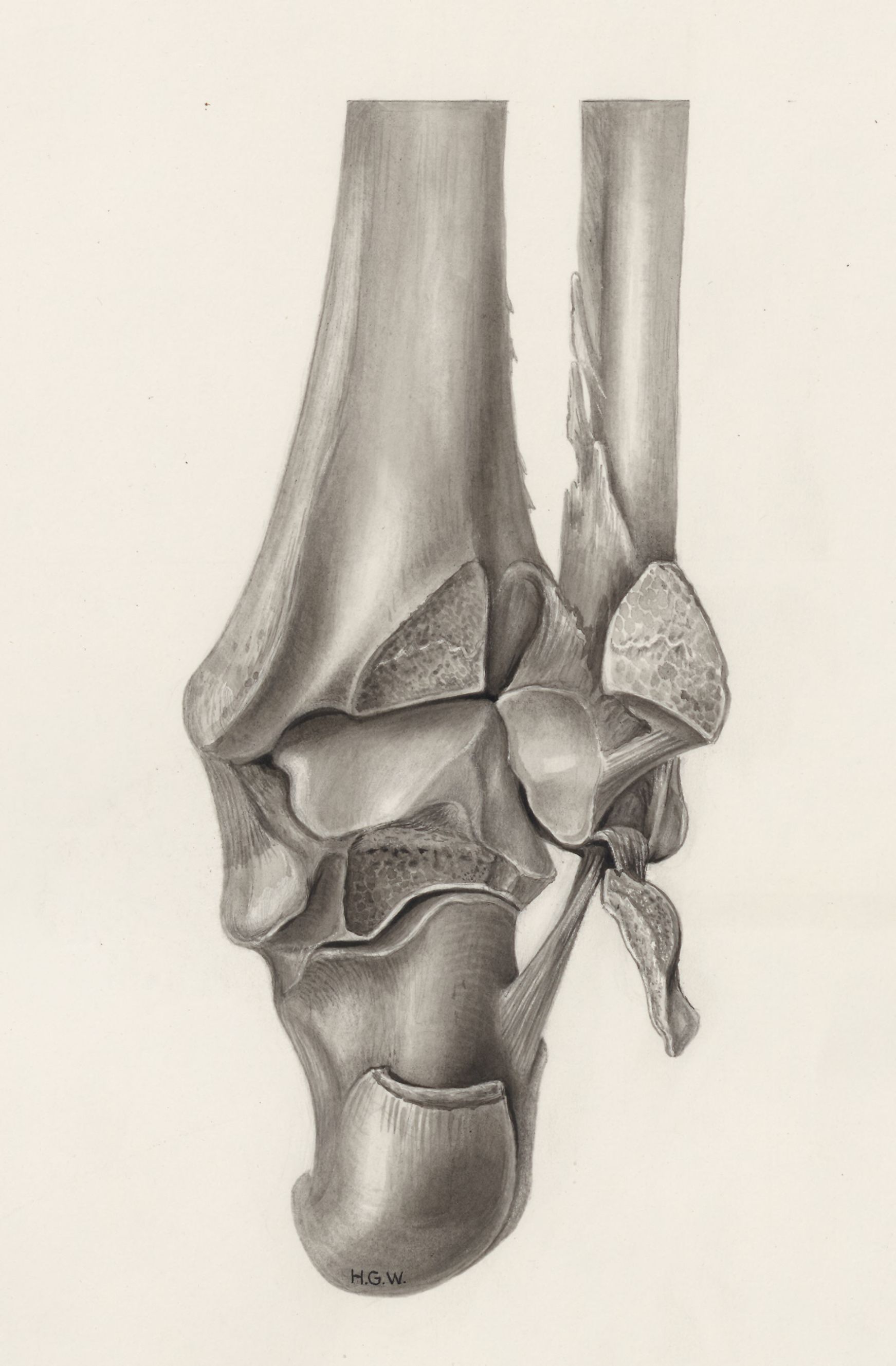 Musculoskeletal system of the lower extremity