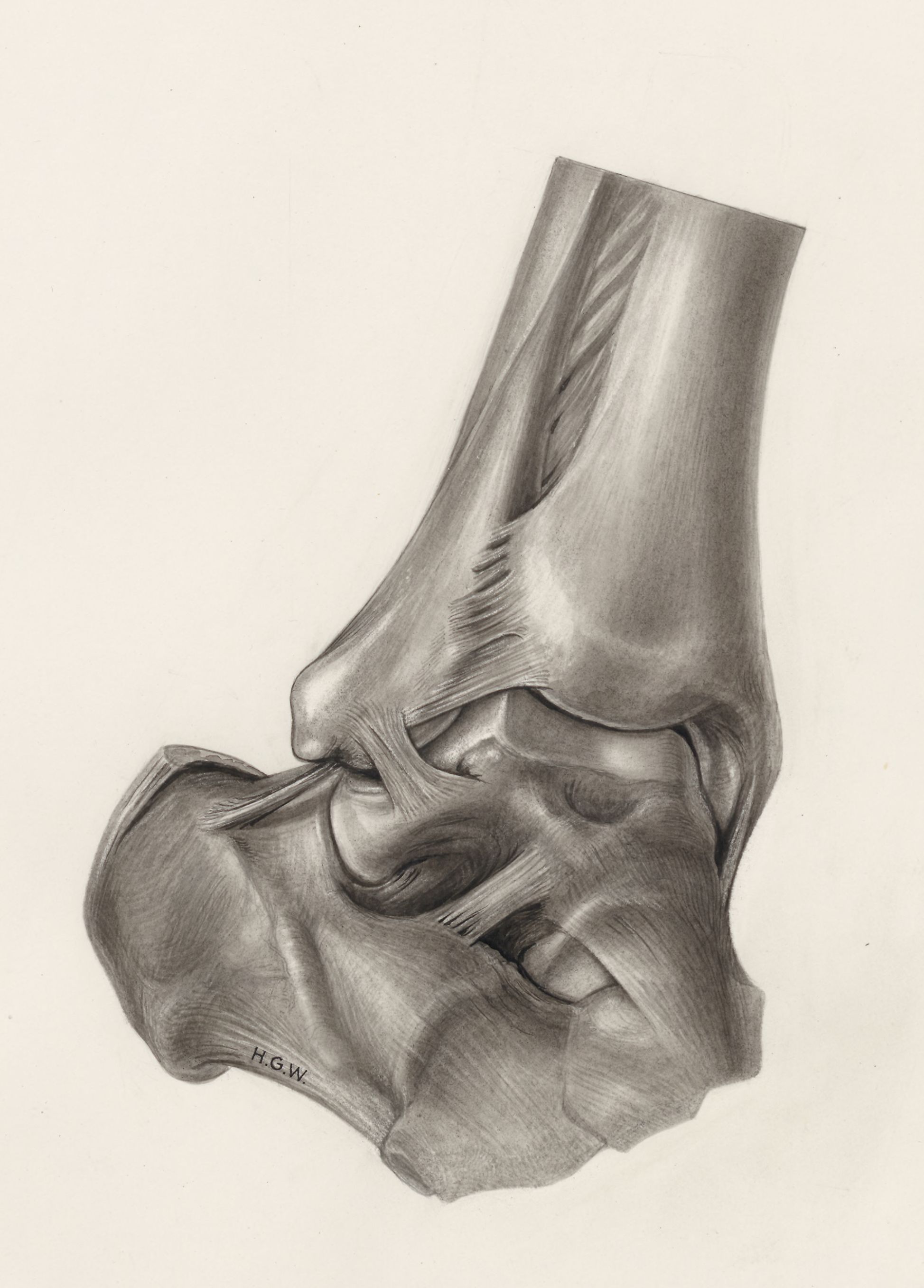 Musculoskeletal system of the lower extremity