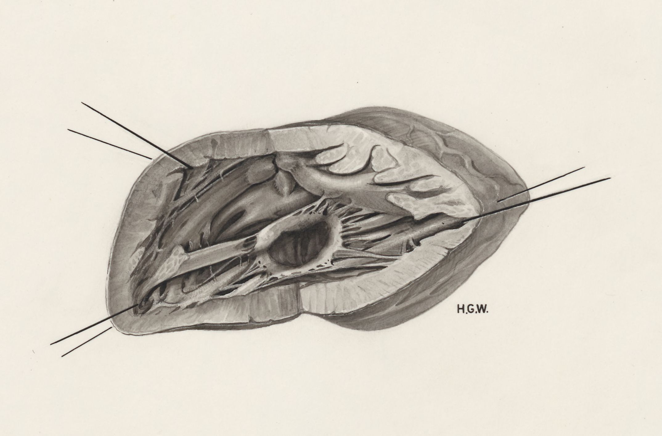 Cardiovascular system