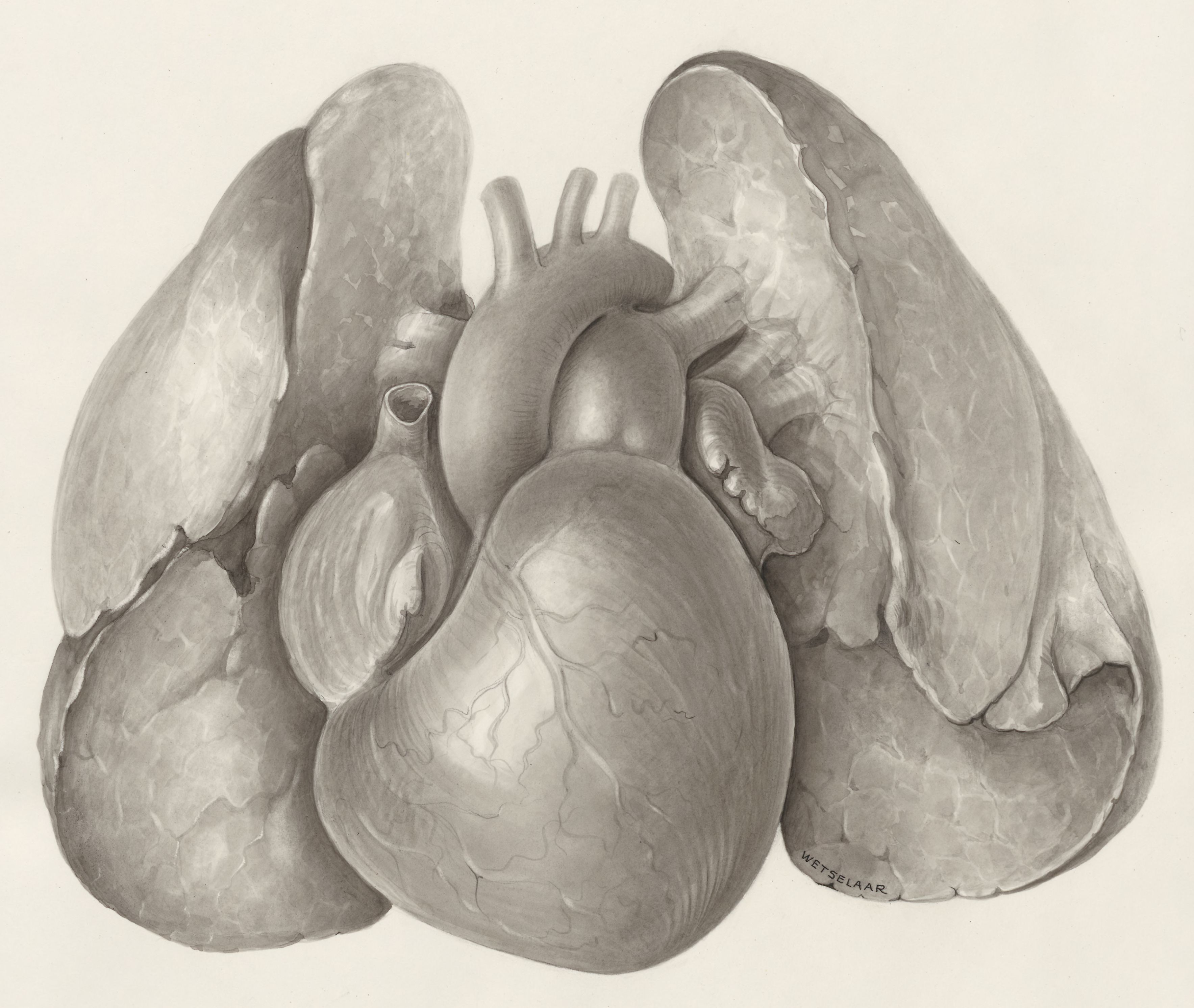 Cardiovascular system