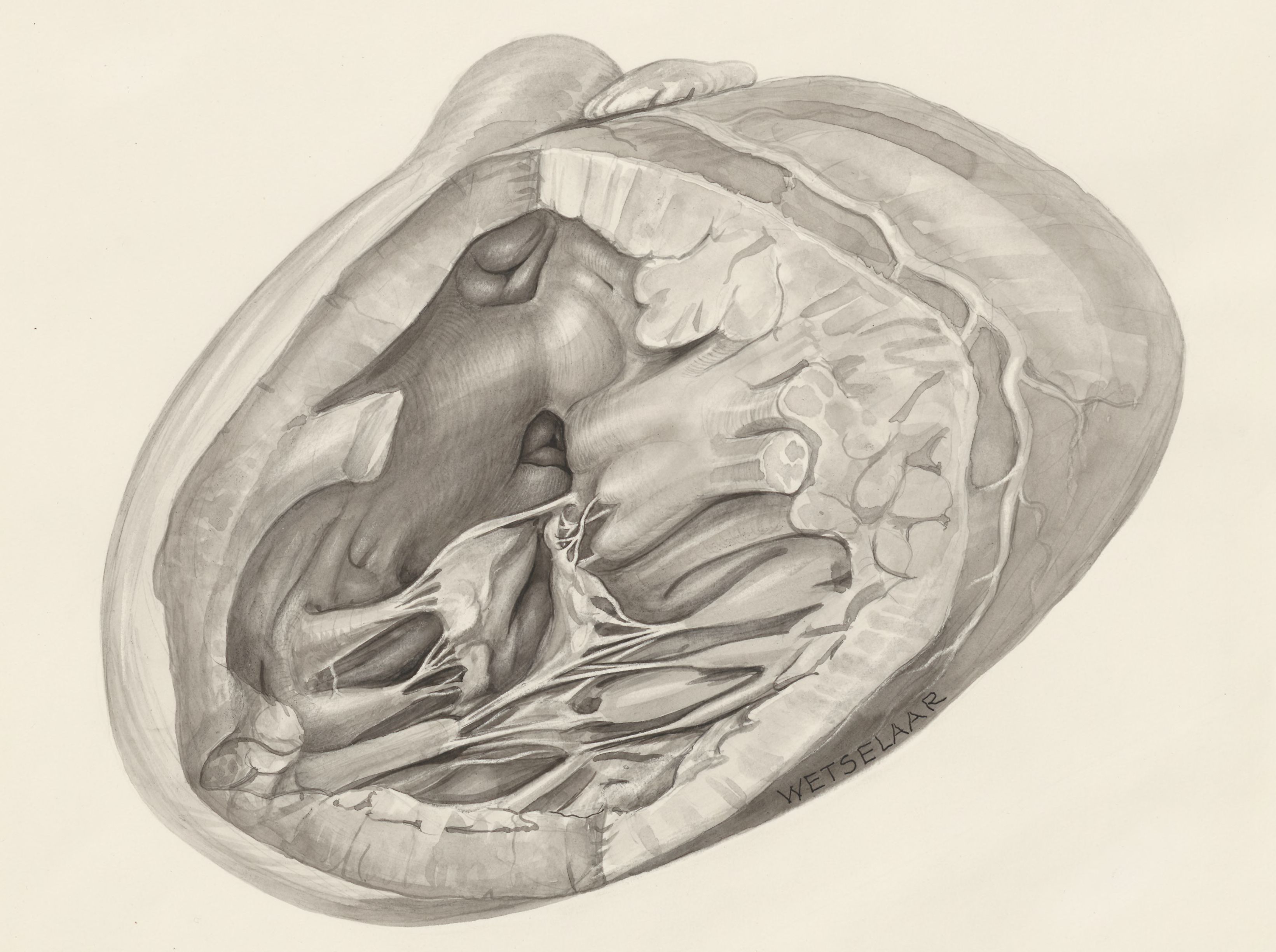 Cardiovascular system