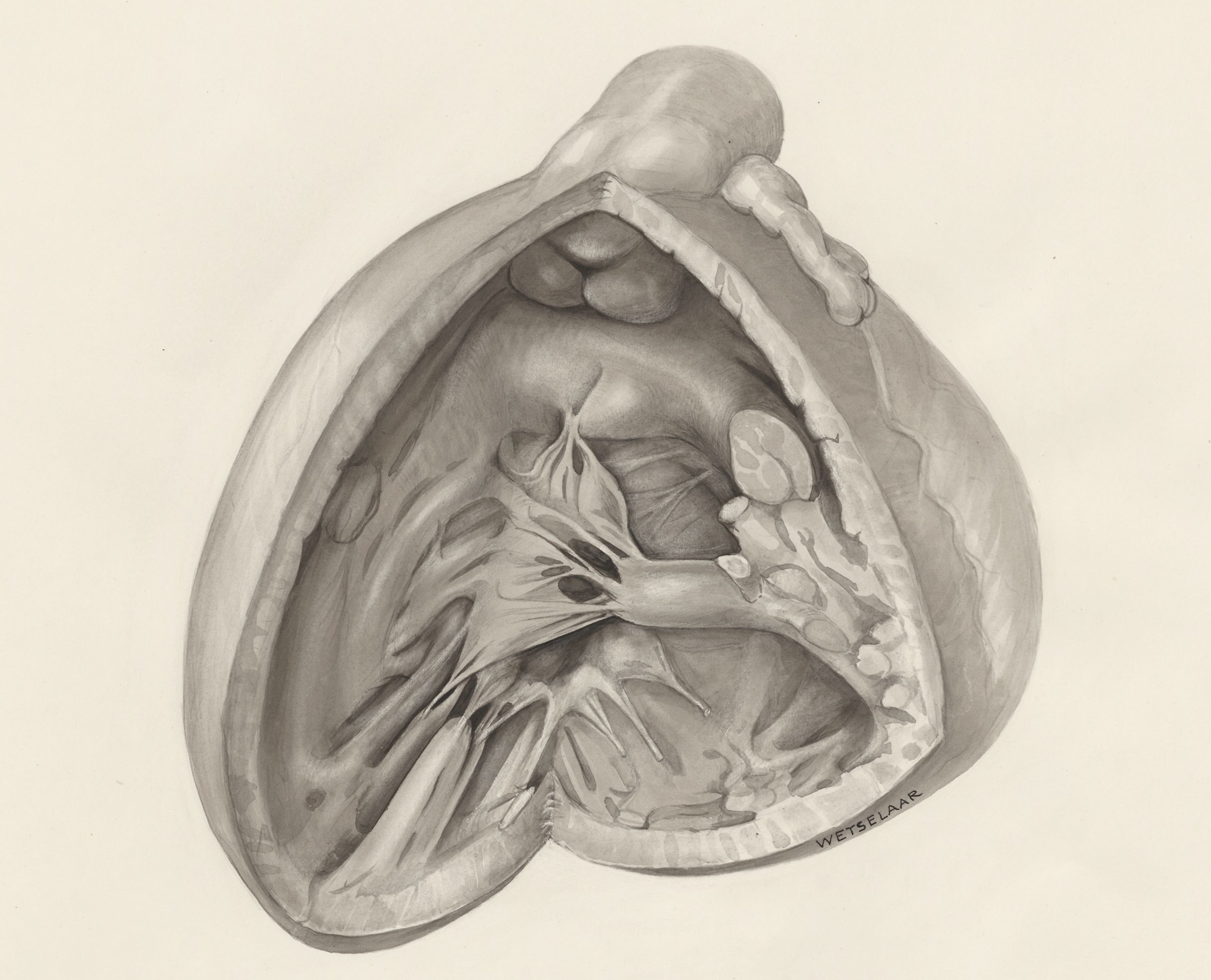 Cardiovascular system
