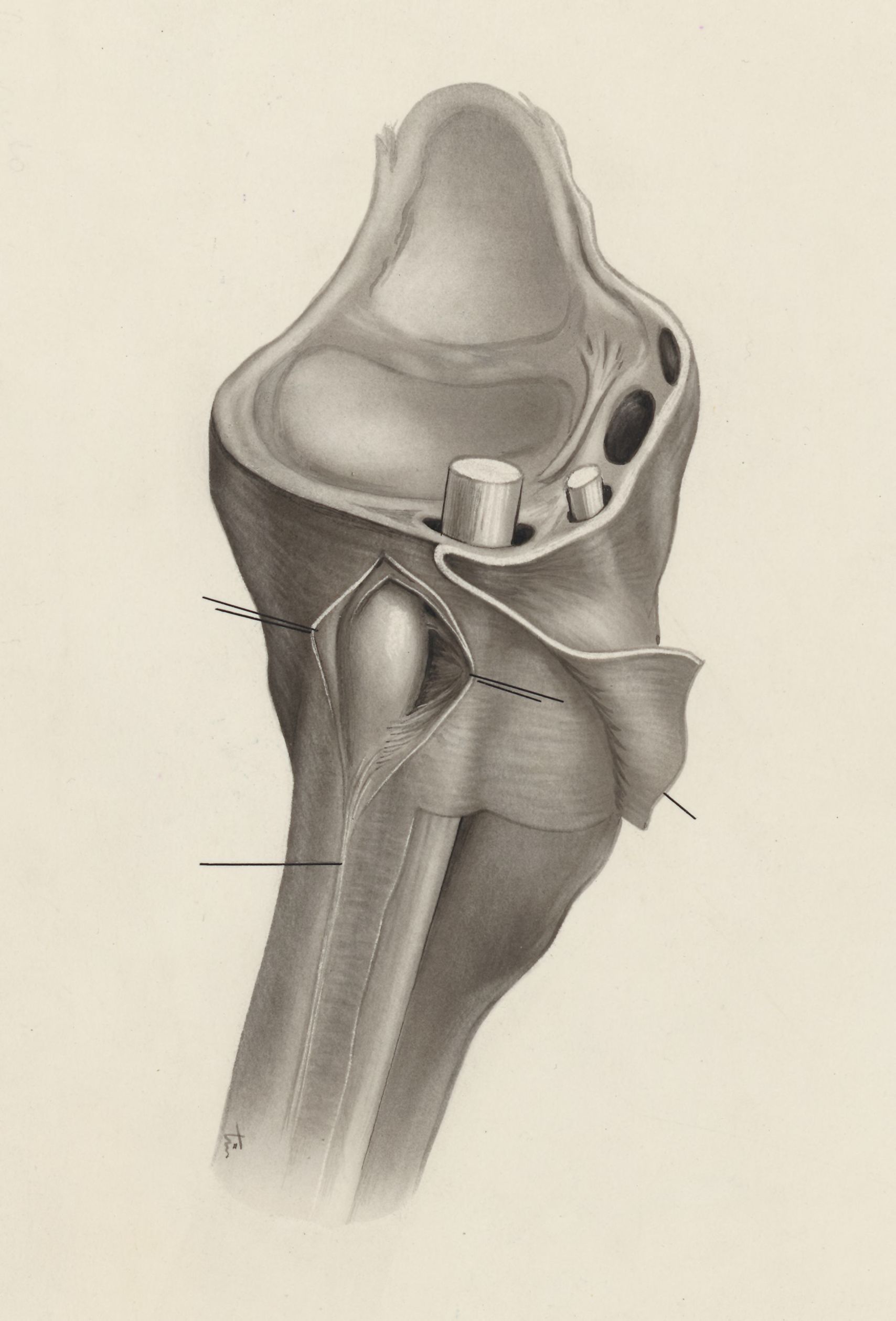 Musculoskeletal system of the wrist