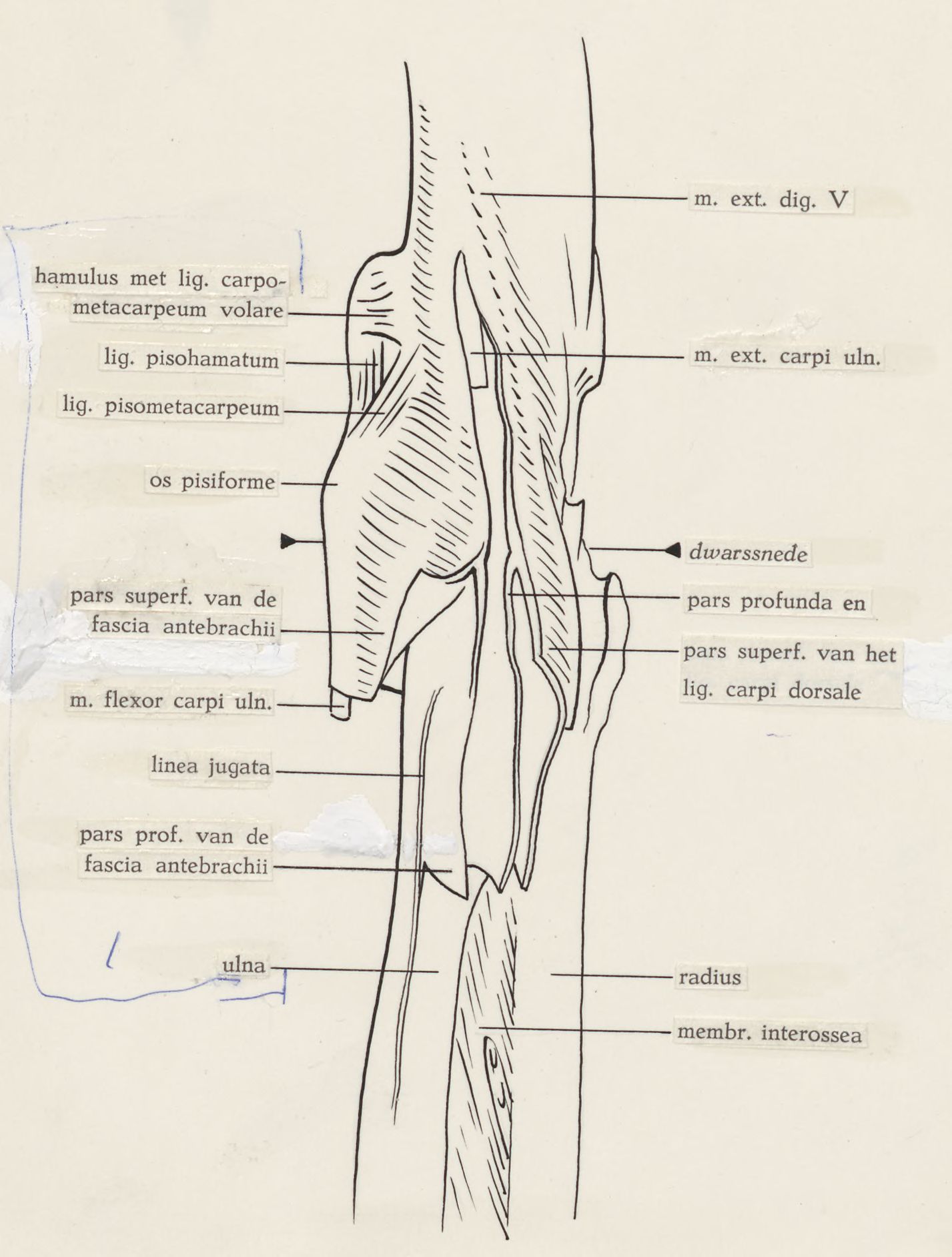 Schematic representation of the musculoskeletal system of the wrist