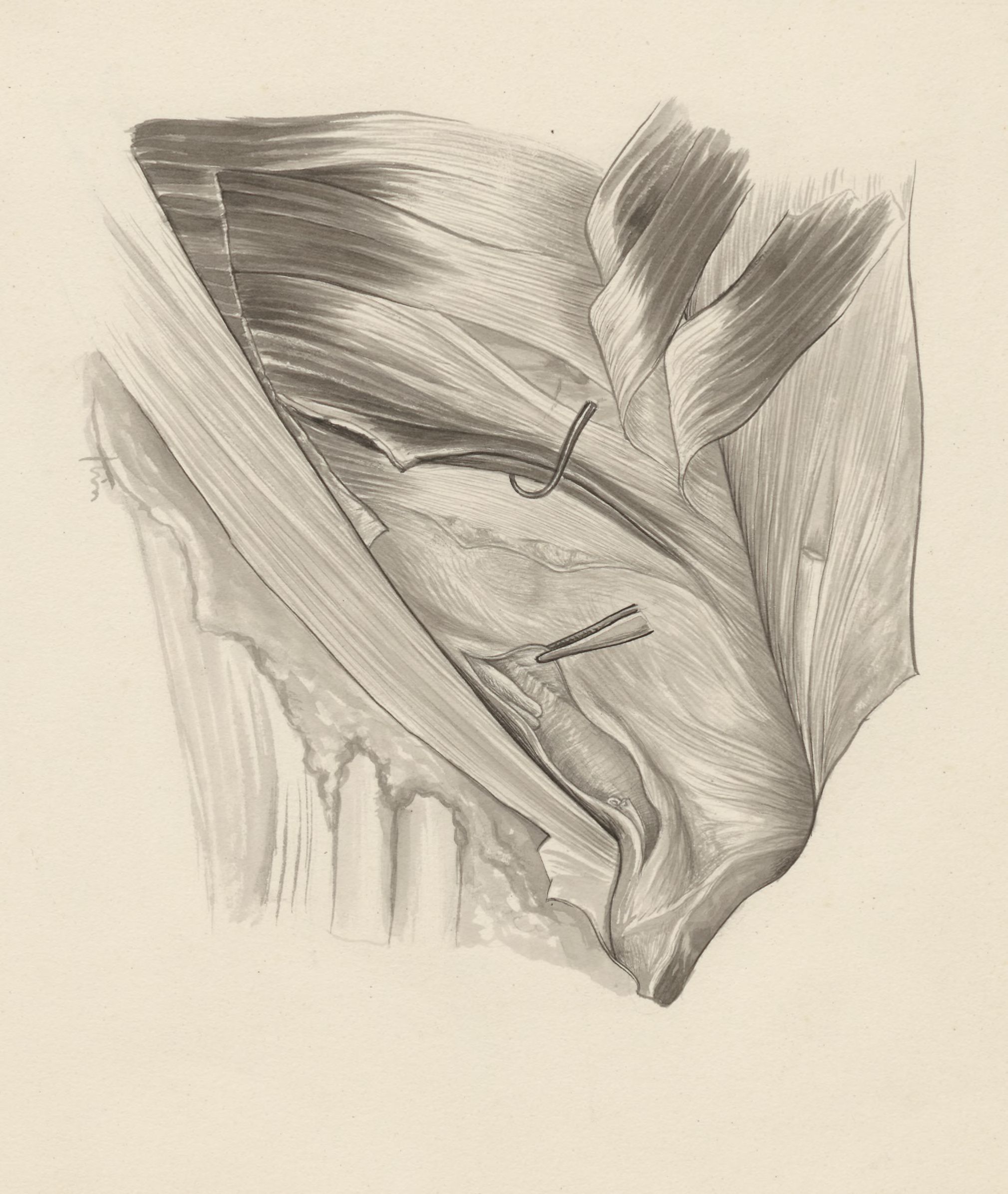 Cardiovascular system